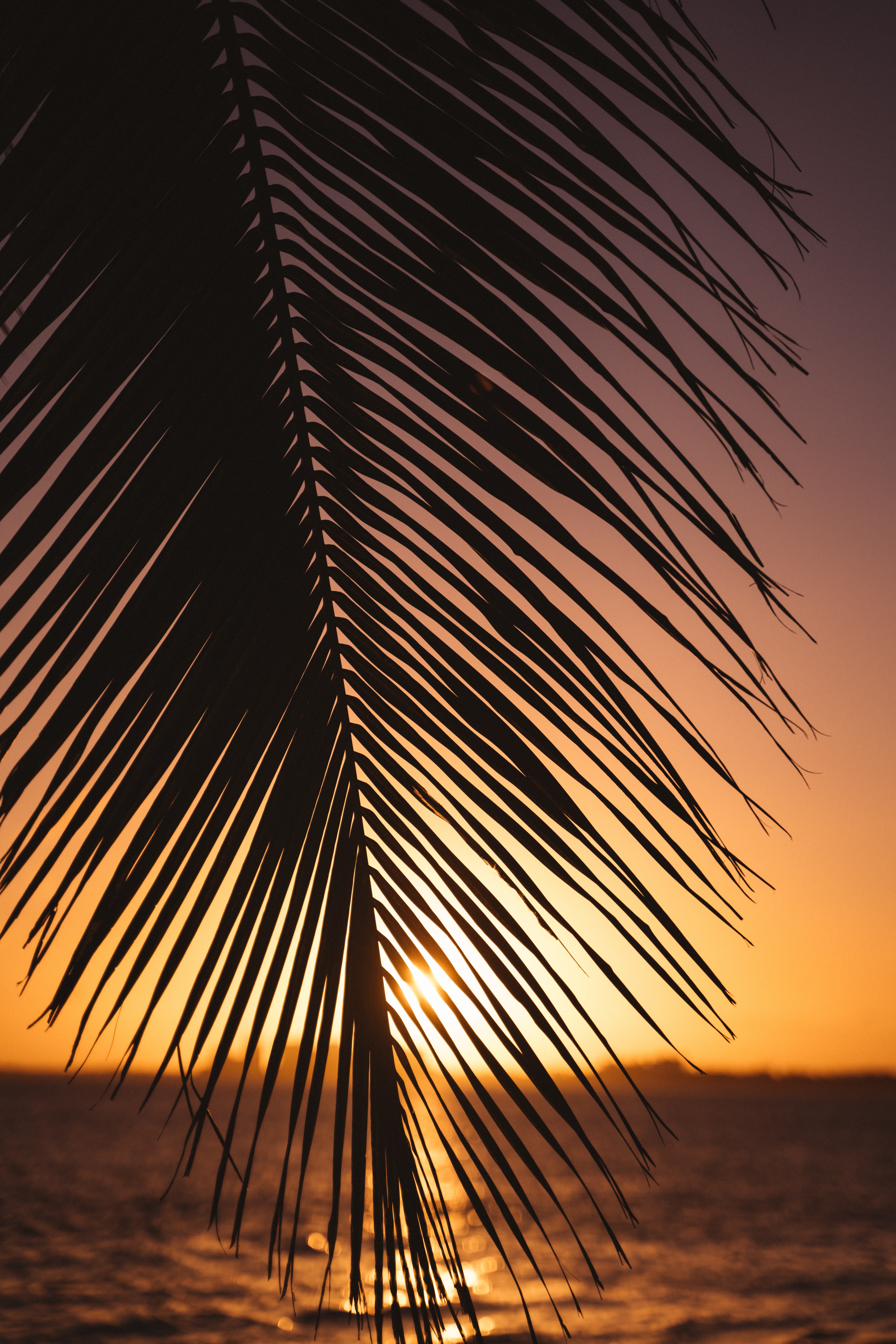 Download mobile wallpaper Palm, Sheet, Horizon, Leaf, Sunset, Nature for free.