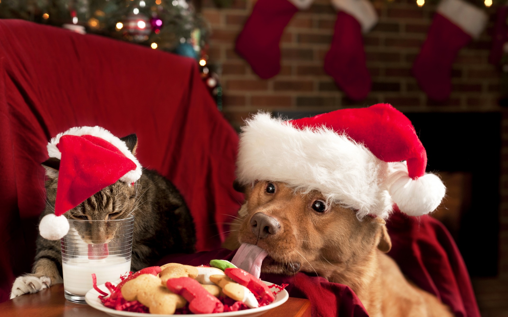 Download mobile wallpaper Funny, Cat, Dog, Animal, Milk, Cookie, Santa Hat, Cat & Dog for free.