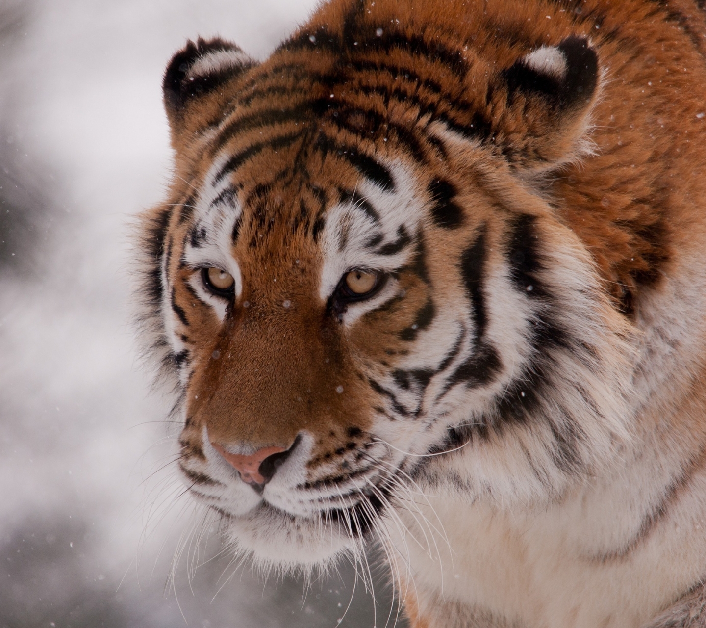 Handy-Wallpaper Tiere, Katzen, Tiger kostenlos herunterladen.