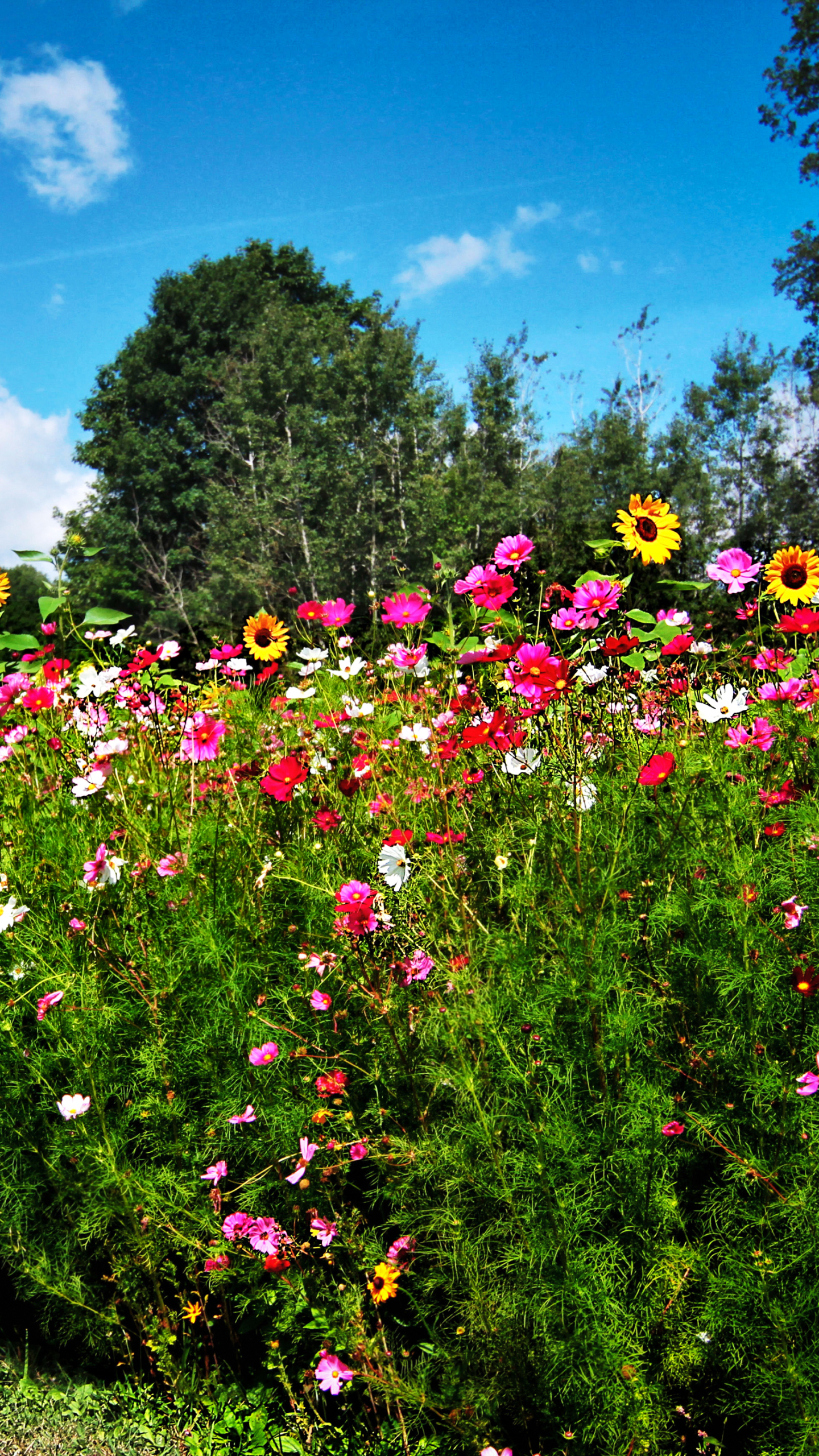 Laden Sie das Blumen, Blume, Frühling, Erde/natur-Bild kostenlos auf Ihren PC-Desktop herunter
