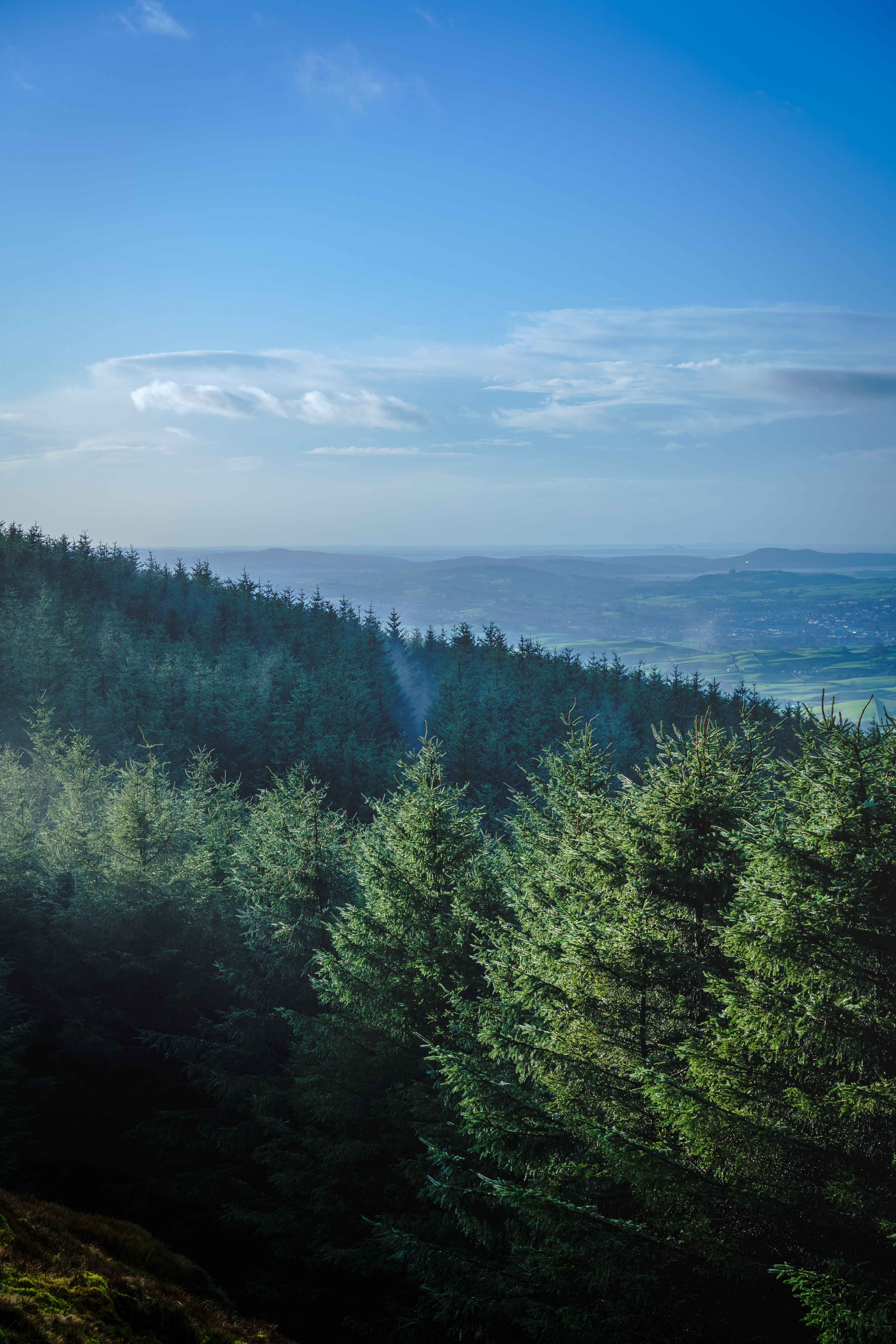 mountains, forest, landscape, nature, trees, fir trees, horizon HD for desktop 1080p