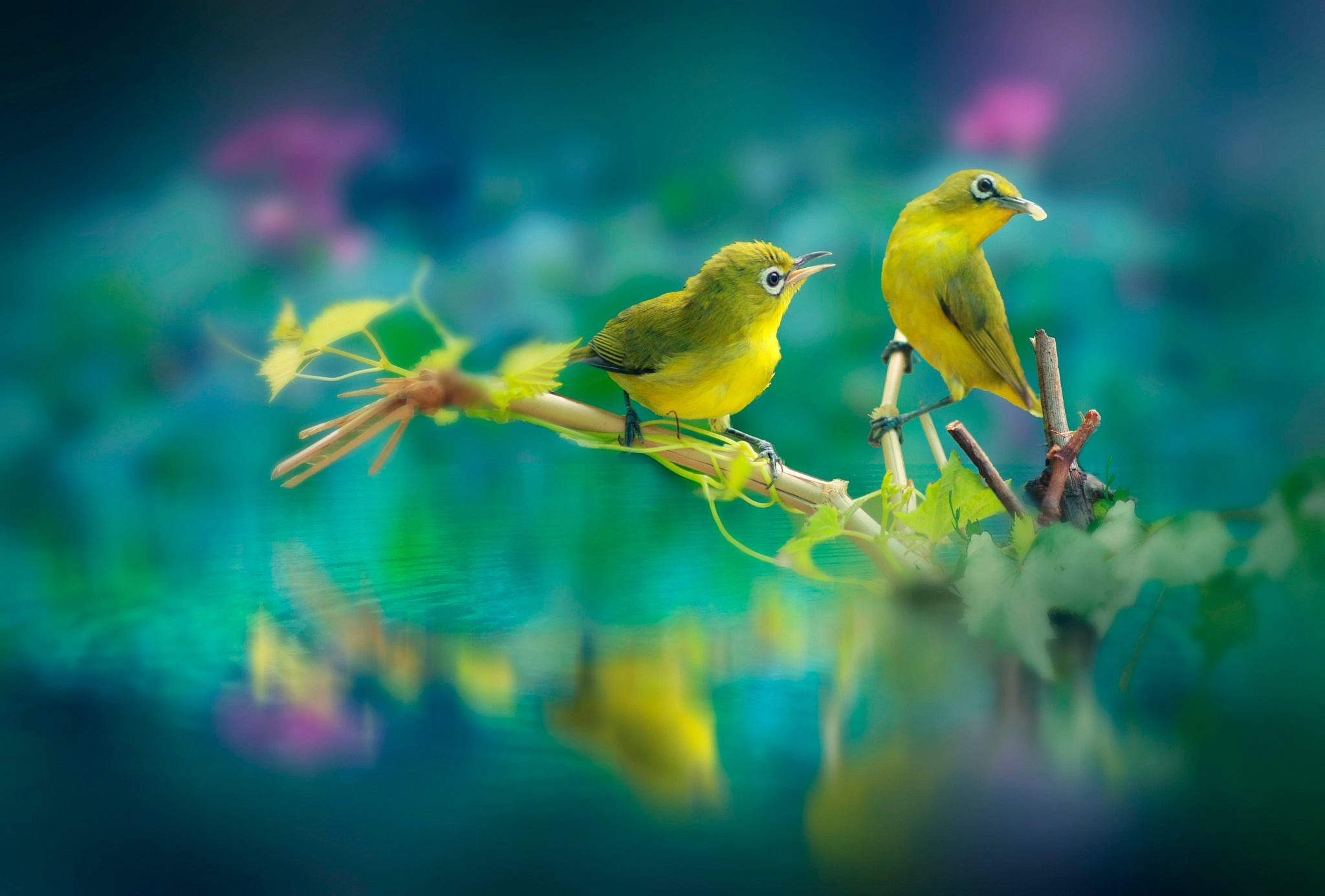 Free download wallpaper Birds, Water, Reflection, Bird, Animal on your PC desktop