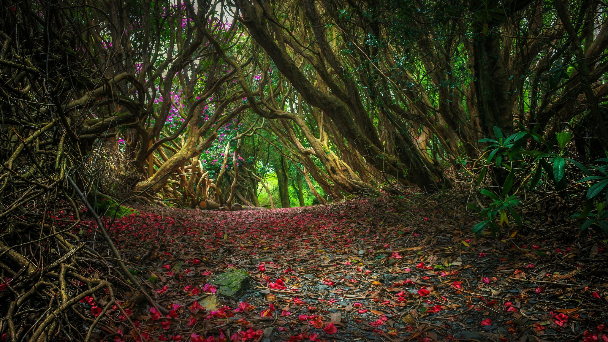 Descarga gratuita de fondo de pantalla para móvil de Naturaleza, Camino, Árbol, Tierra/naturaleza.