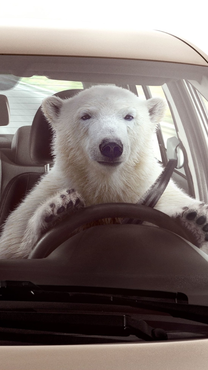 Download mobile wallpaper Bear, Animal, Humor for free.