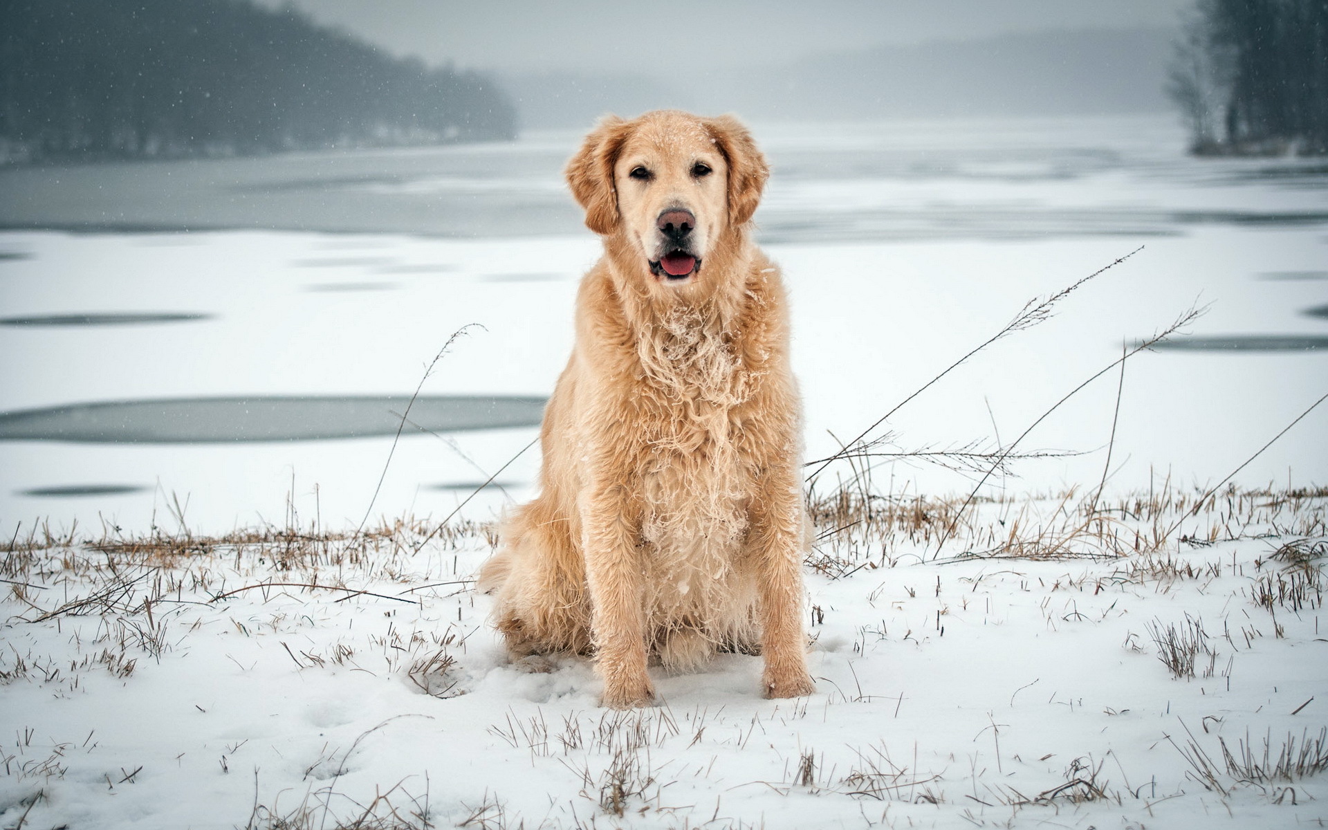 Descarga gratis la imagen Animales, Perros, Perro en el escritorio de tu PC