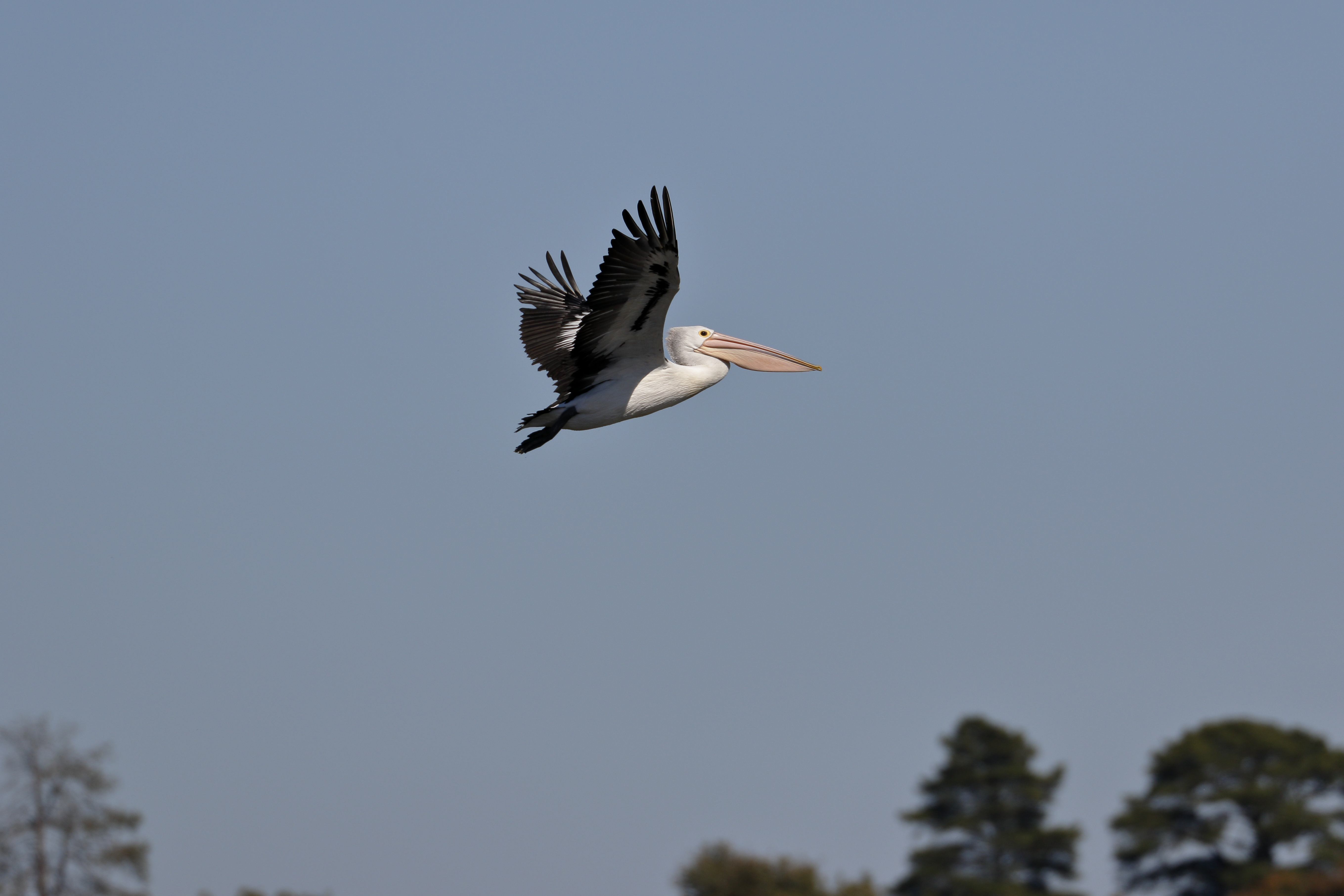Download mobile wallpaper Pelican, Sky, Beak, Flight, Animals, Bird for free.