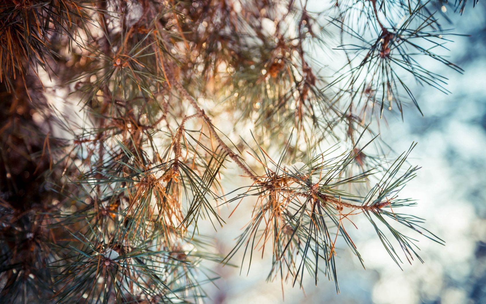 Download mobile wallpaper Prickles, Branches, Thorns, Pine, Nature for free.