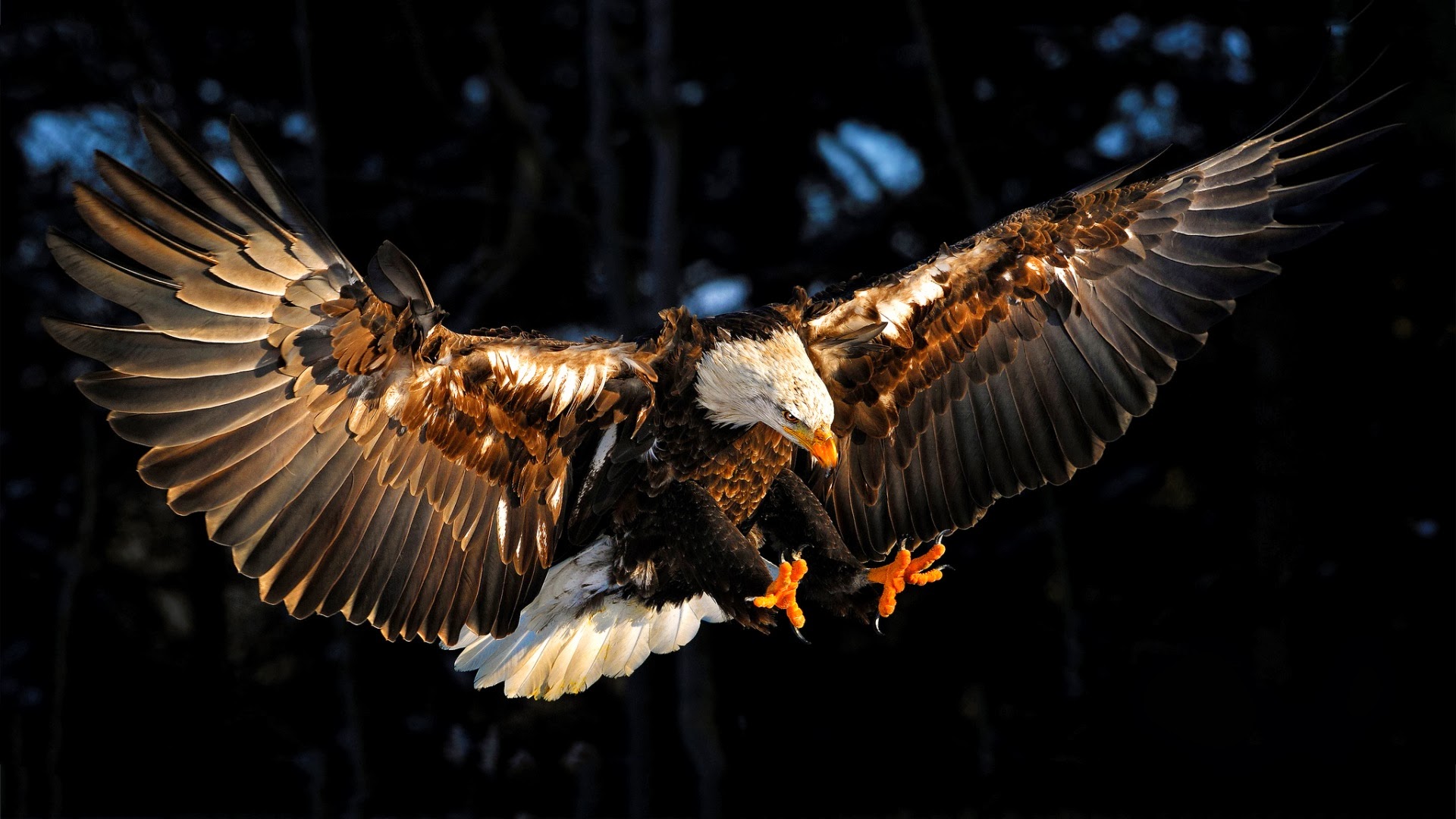 1498235 скачать картинку птица, крылья, орел, животные, белоголовый орлан, когти, летающий - обои и заставки бесплатно
