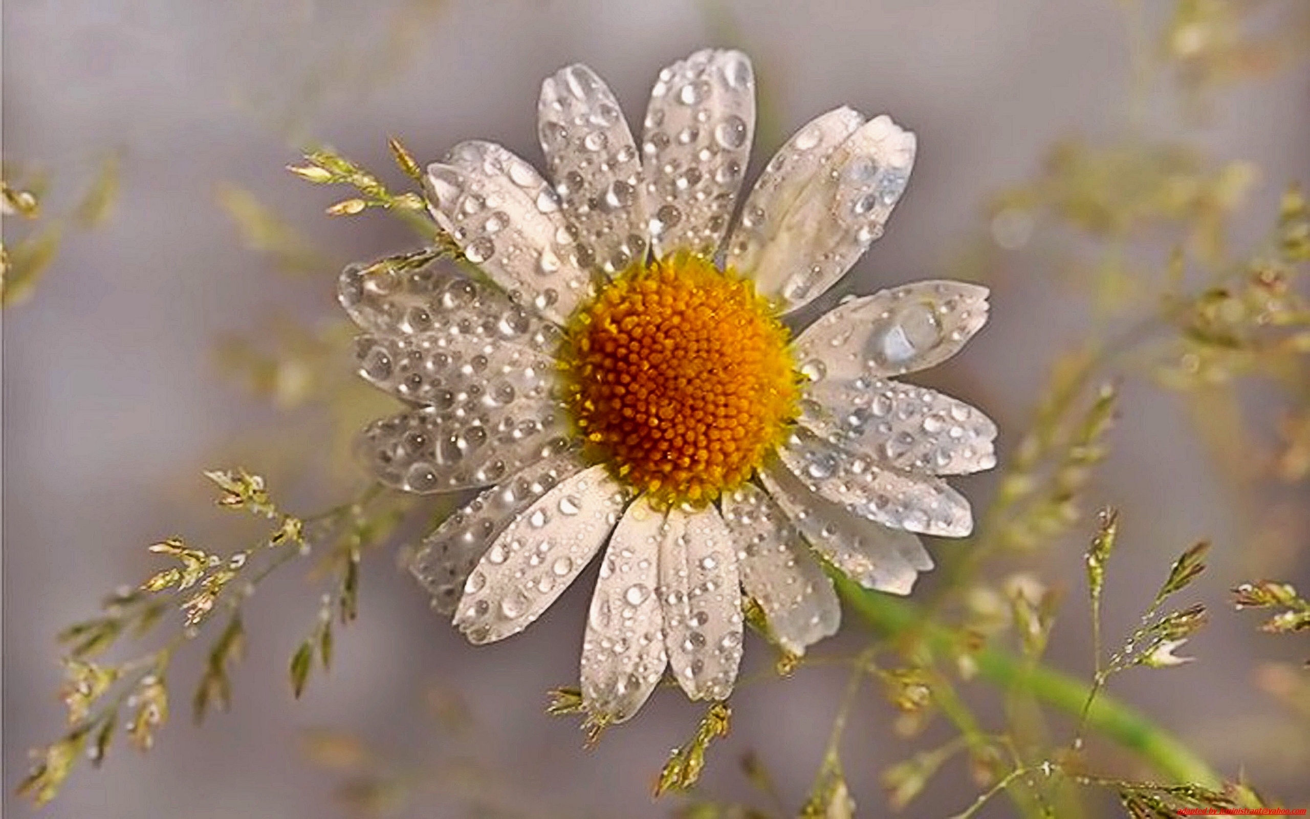 Téléchargez gratuitement l'image Plantes, Camomille, Drops, Fleurs sur le bureau de votre PC