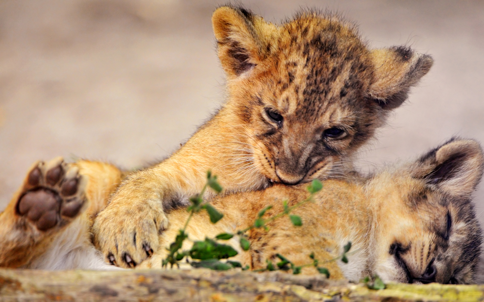 Download mobile wallpaper Cats, Lion, Animal for free.