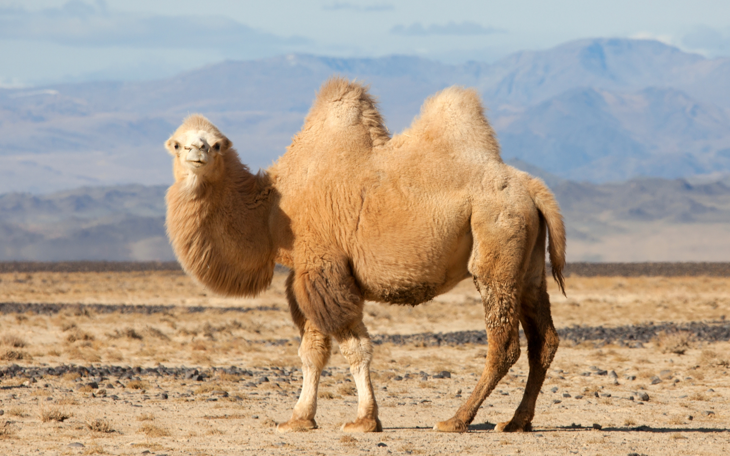 577451 Bild herunterladen tiere, kamel, bactrian kamel - Hintergrundbilder und Bildschirmschoner kostenlos