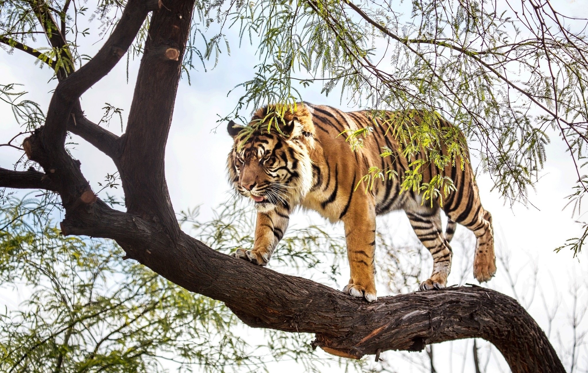 Handy-Wallpaper Tiere, Tiger kostenlos herunterladen.