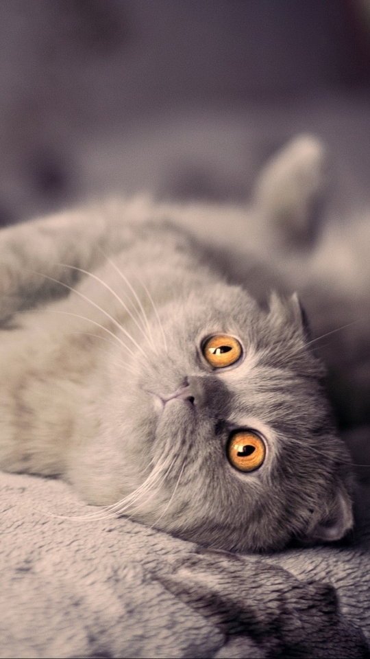 Download mobile wallpaper Cats, Cat, Animal for free.