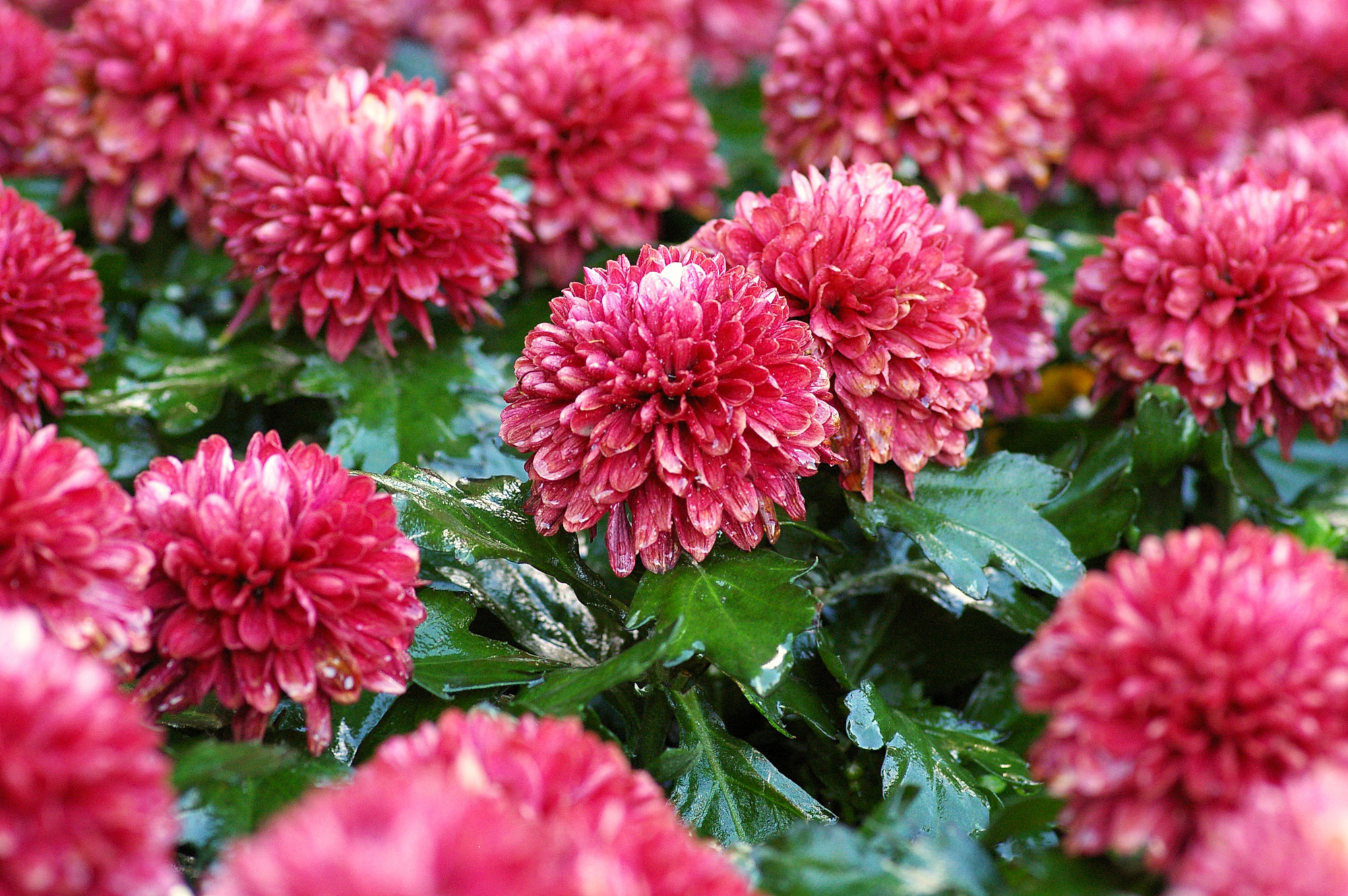 Laden Sie das Blumen, Blütenblatt, Erde/natur, Pinke Blume, Chrysanthemen-Bild kostenlos auf Ihren PC-Desktop herunter