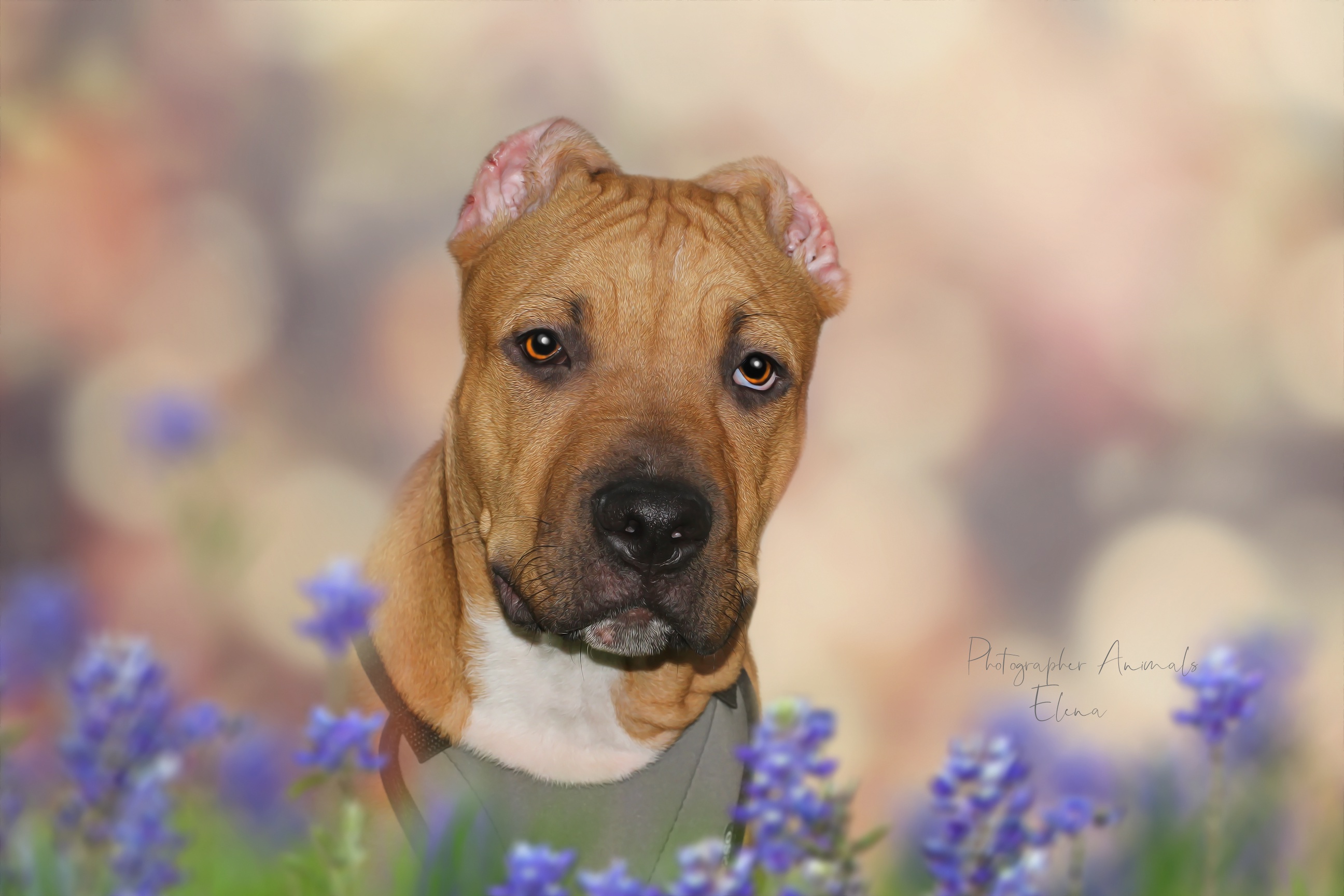 Laden Sie Amerikanischer Staffordshire Terrier HD-Desktop-Hintergründe herunter