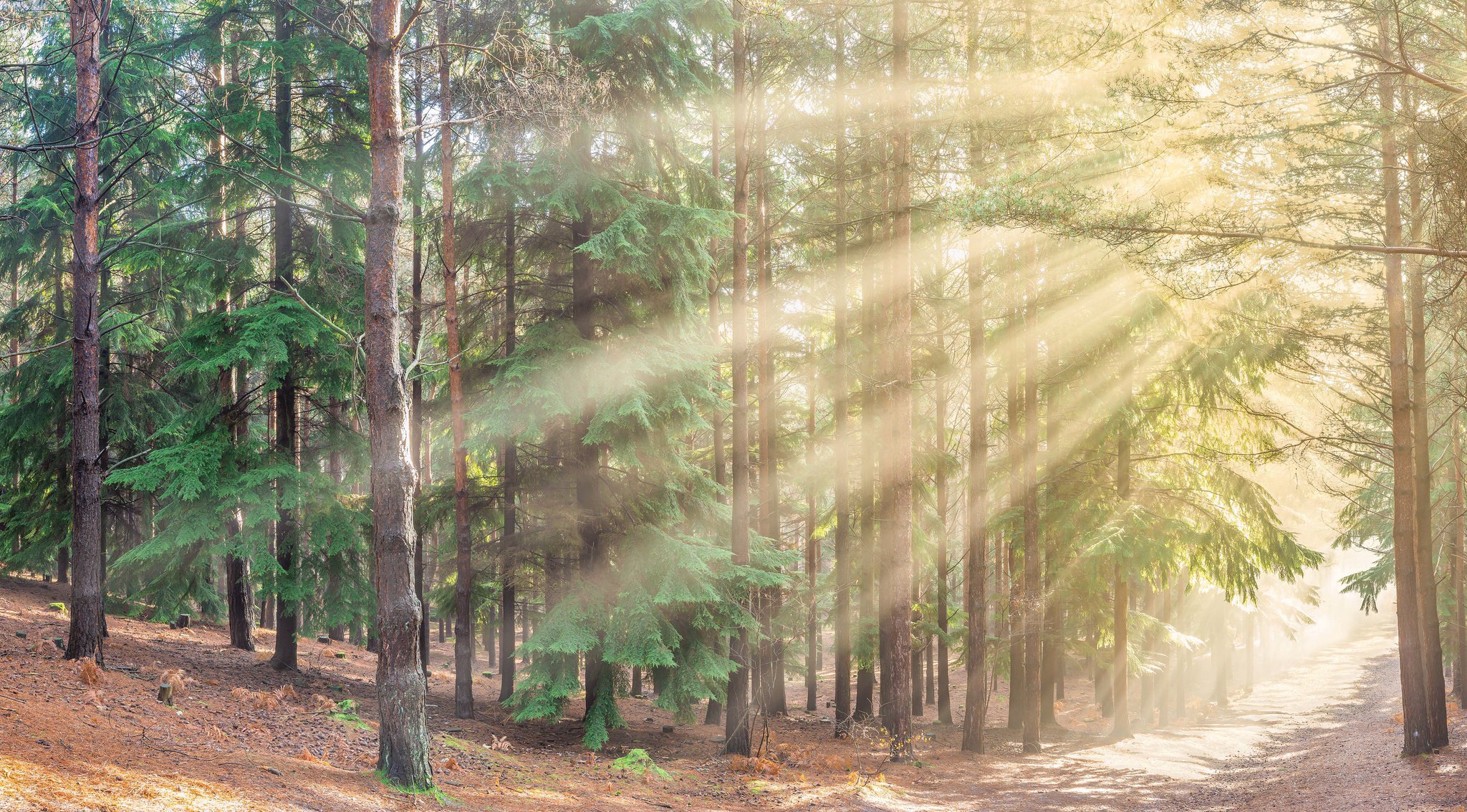 Laden Sie das Wald, Baum, Sonnenstrahl, Erde/natur-Bild kostenlos auf Ihren PC-Desktop herunter
