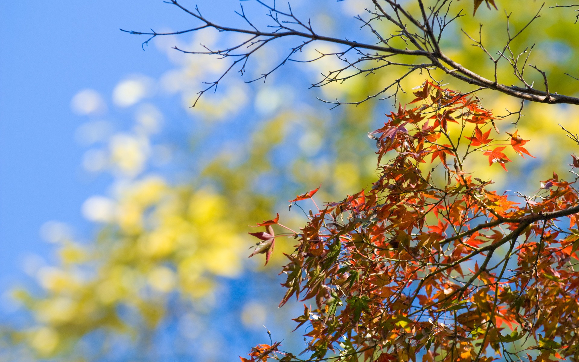 Baixar papel de parede para celular de Outono, Árvore, Folha, Terra/natureza gratuito.