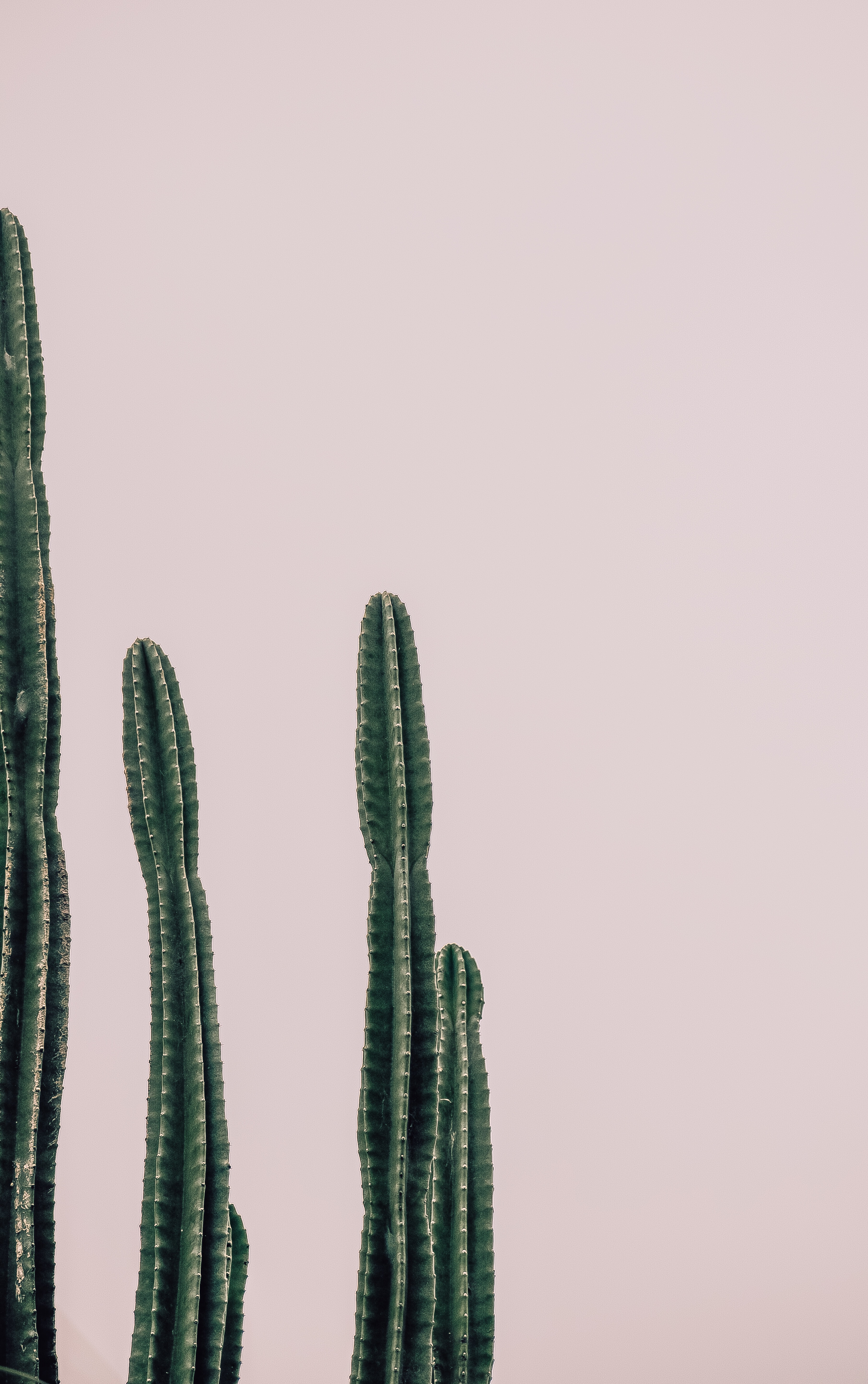 129923 Bild herunterladen minimalismus, kaktus, pflanze, stacheldraht, stacheligen - Hintergrundbilder und Bildschirmschoner kostenlos