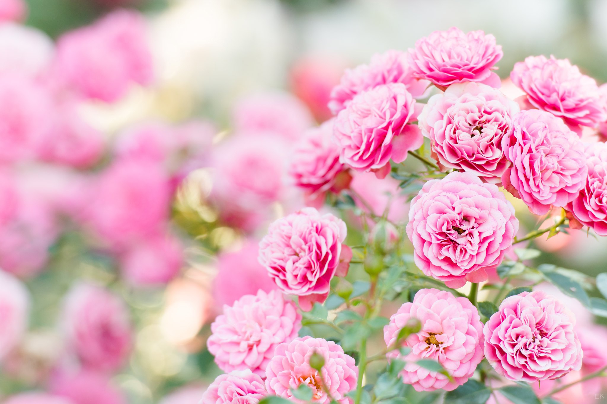 Free download wallpaper Nature, Flowers, Flower, Earth, Peony, Pink Flower on your PC desktop