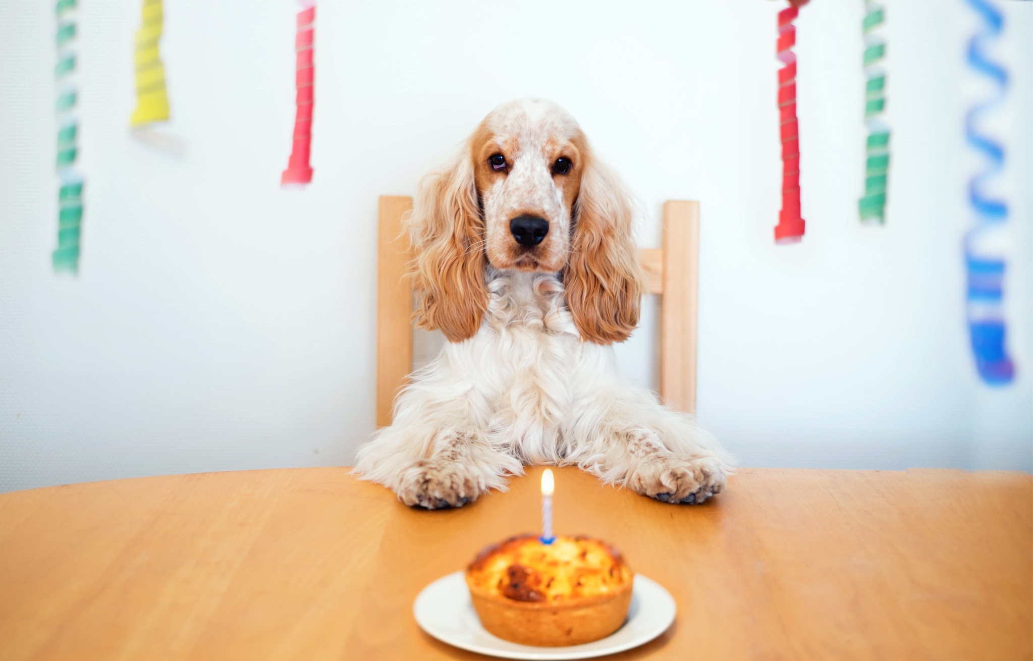 402711壁紙のダウンロード動物, コッカースパニエル, 誕生日, ケーキ, 犬-スクリーンセーバーと写真を無料で