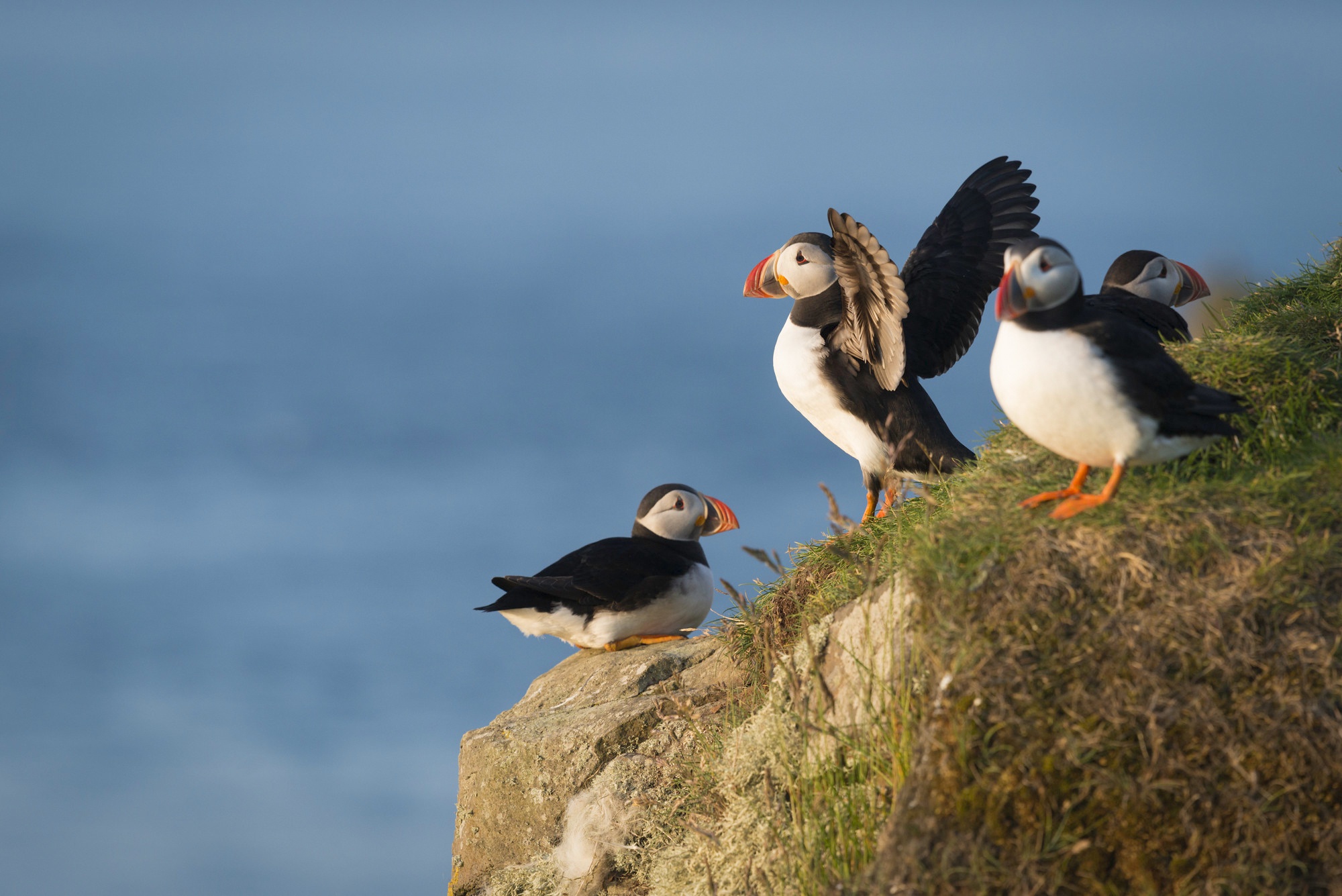 Téléchargez des papiers peints mobile Animaux, Des Oiseaux, Macareux gratuitement.