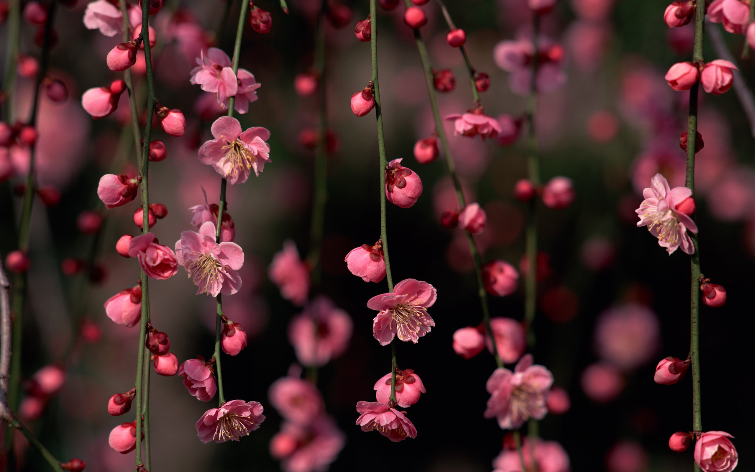 21662 télécharger le fond d'écran sakura, plantes, fleurs, arbres, noir - économiseurs d'écran et images gratuitement