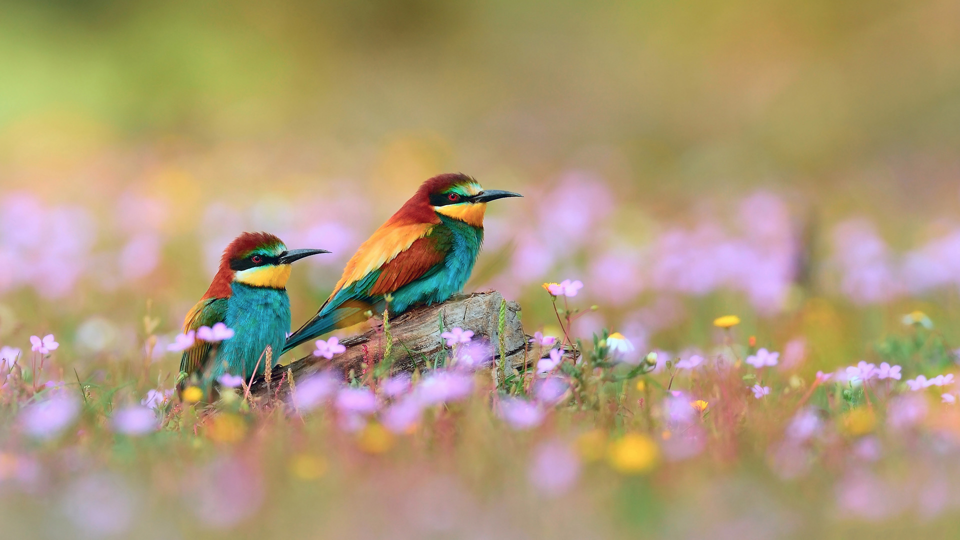 Download mobile wallpaper Bird, Animal, Colorful, Bee Eater, European Bee Eater for free.