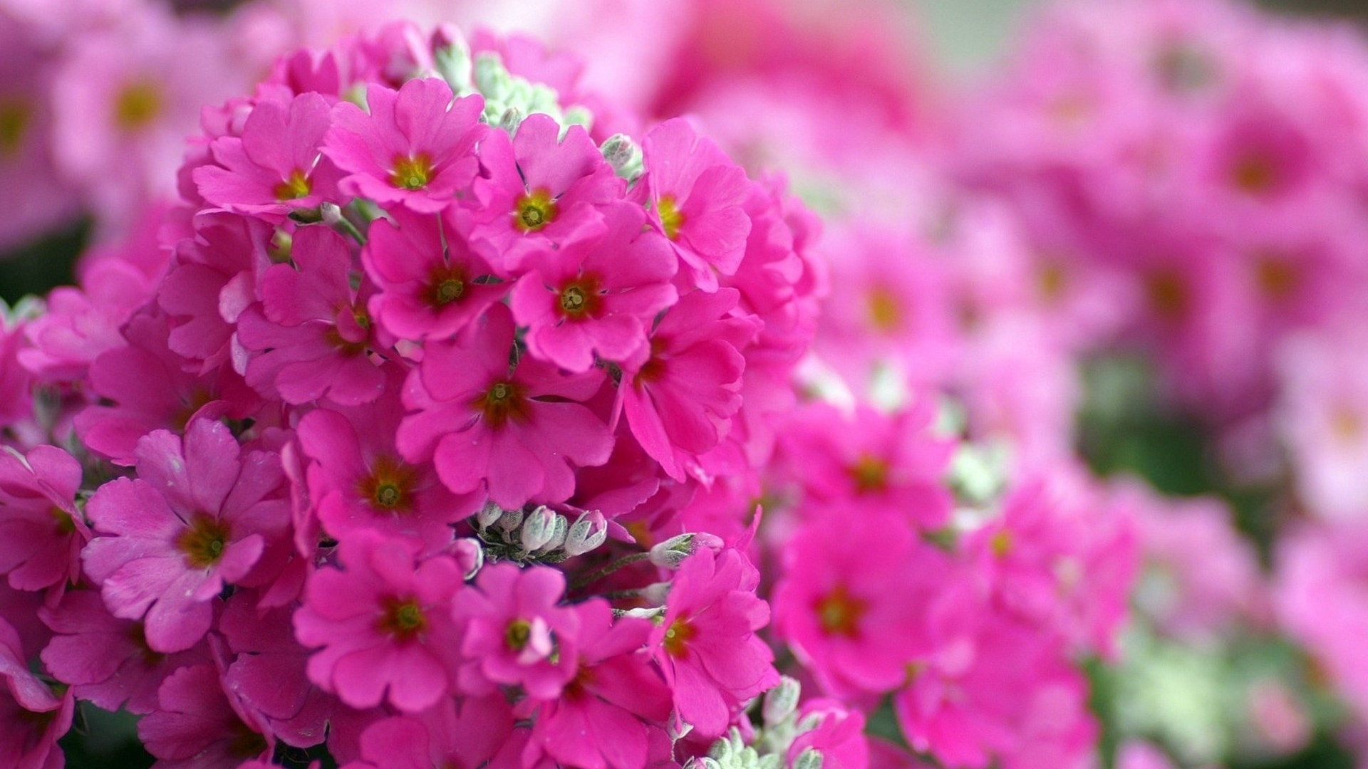 Free download wallpaper Flowers, Violet, Plants on your PC desktop
