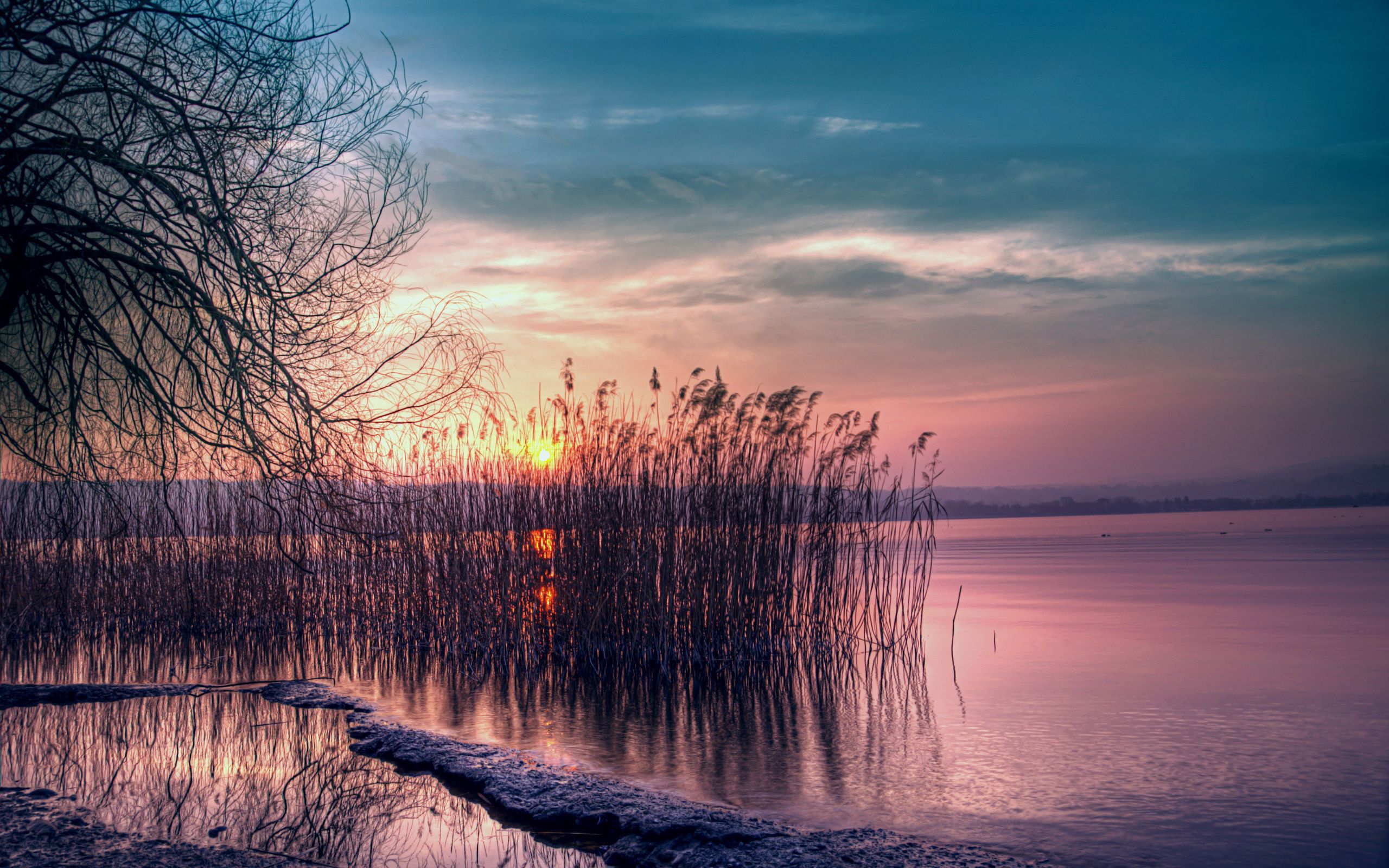 shore, bank, nature, water, sunset, wood, tree, branches, branch, evening, basin, cane, reed, willow Full HD