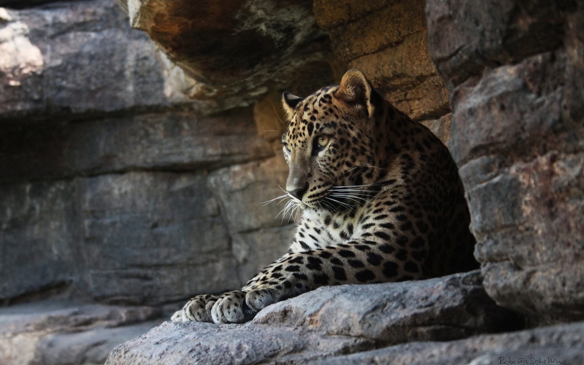 Free download wallpaper Leopard, Cats, Animal on your PC desktop