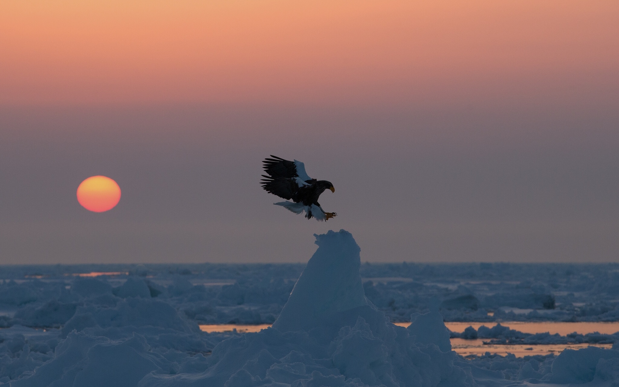 Laden Sie das Tiere, Winter, Vögel, Adler, Sonnenuntergang-Bild kostenlos auf Ihren PC-Desktop herunter