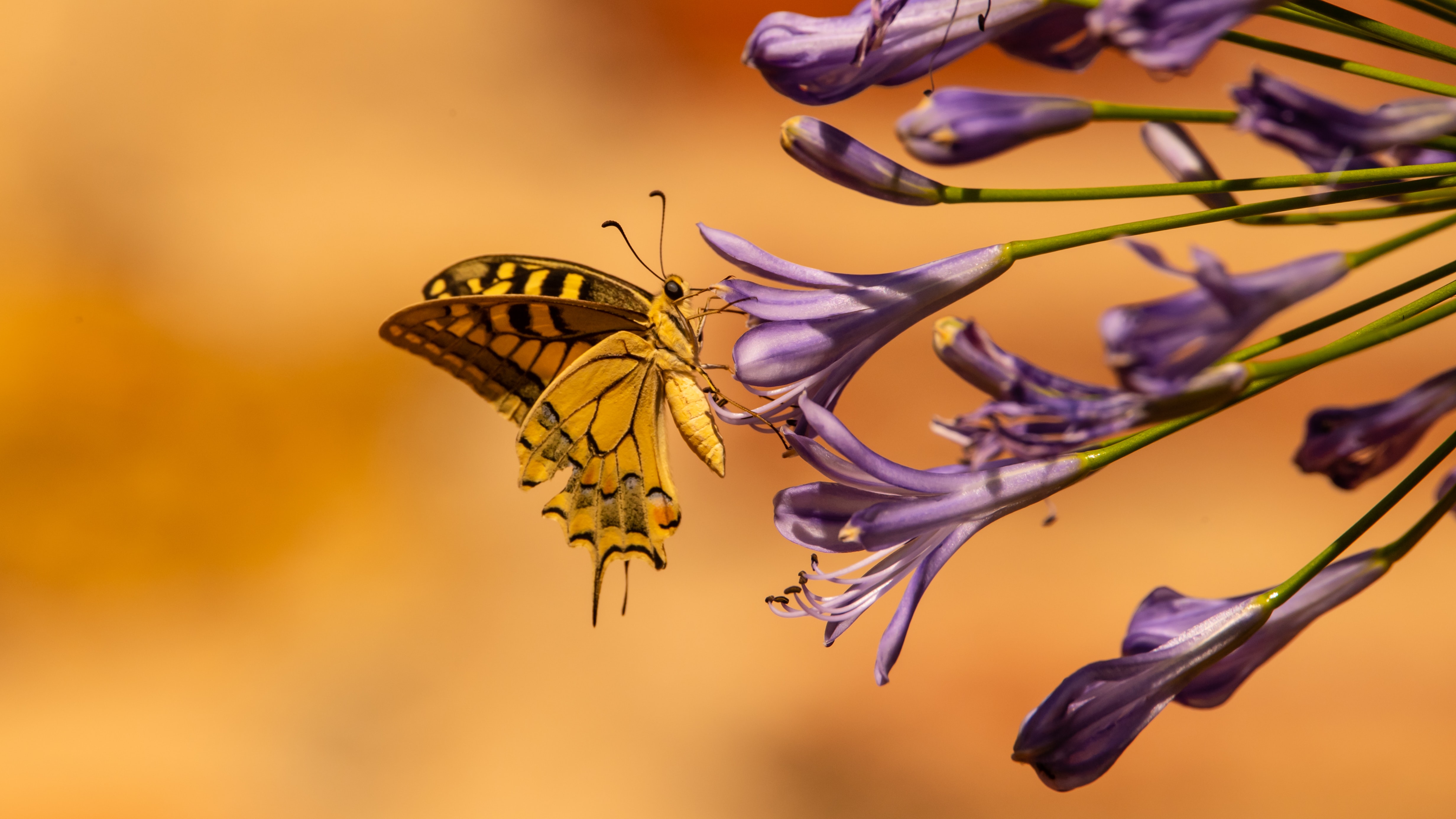 Скачать обои бесплатно Животные, Крылья, Цветы, Бабочка, Тропический картинка на рабочий стол ПК