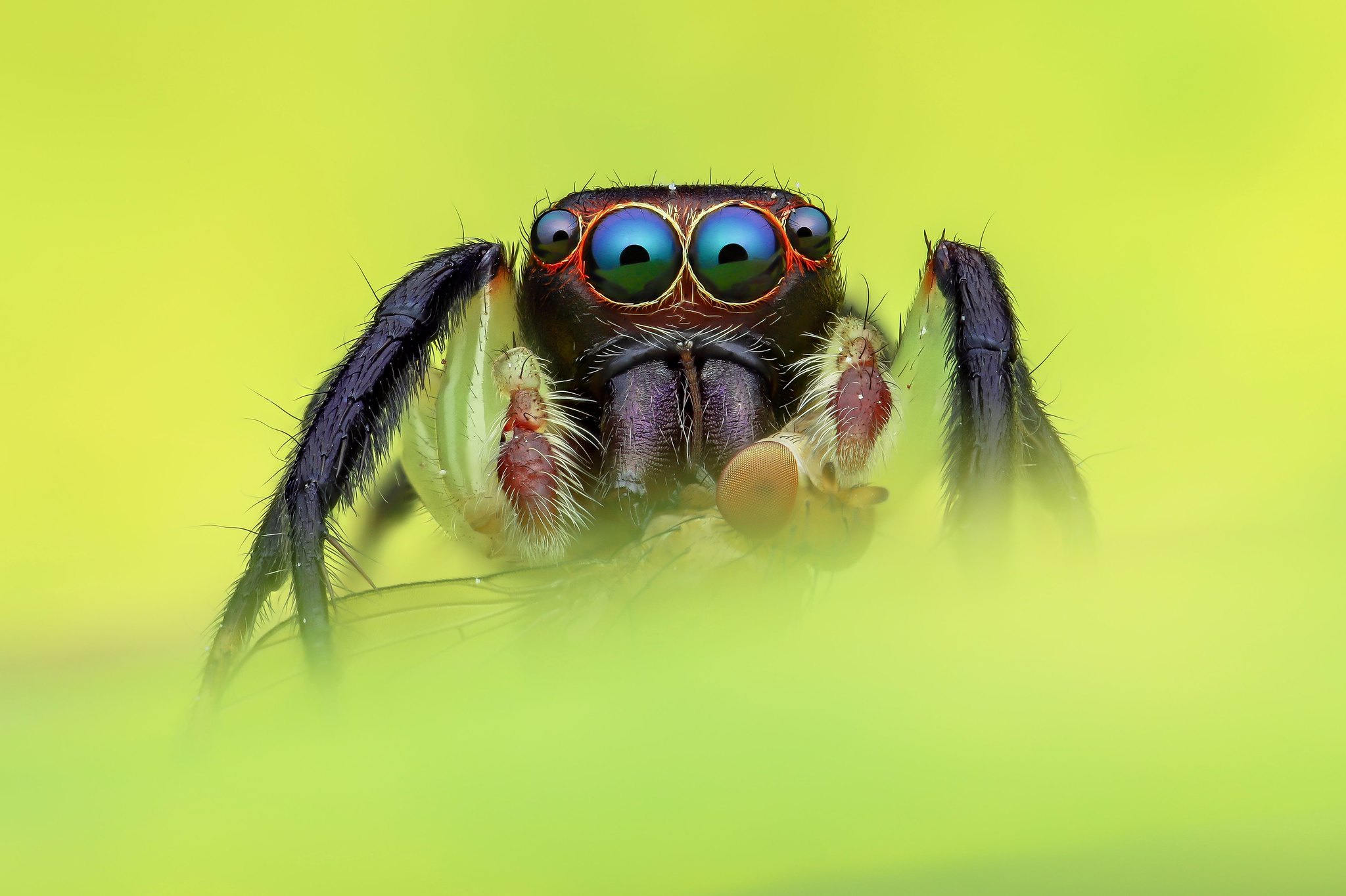 Download mobile wallpaper Spiders, Macro, Animal, Spider, Arachnid, Jumping Spider for free.