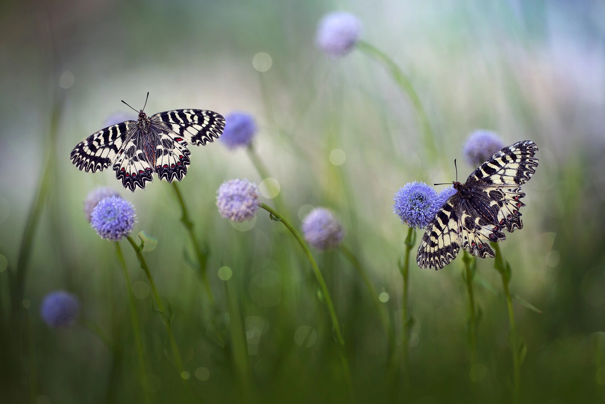 Handy-Wallpaper Tiere, Schmetterlinge, Blume, Makro, Insekt kostenlos herunterladen.