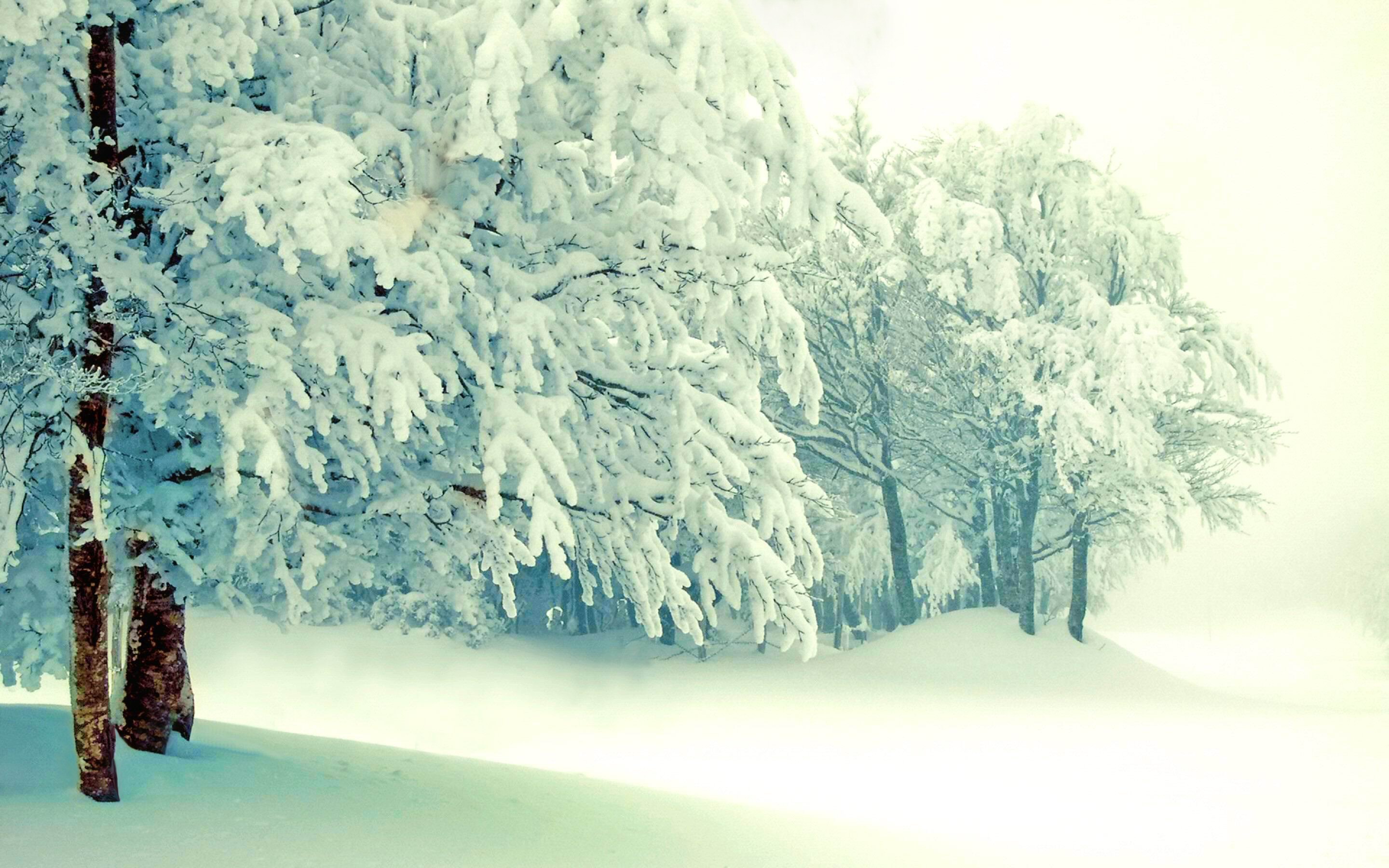 Скачать картинку Зима, Природа, Снег, Дерево, Белый, Земля/природа в телефон бесплатно.