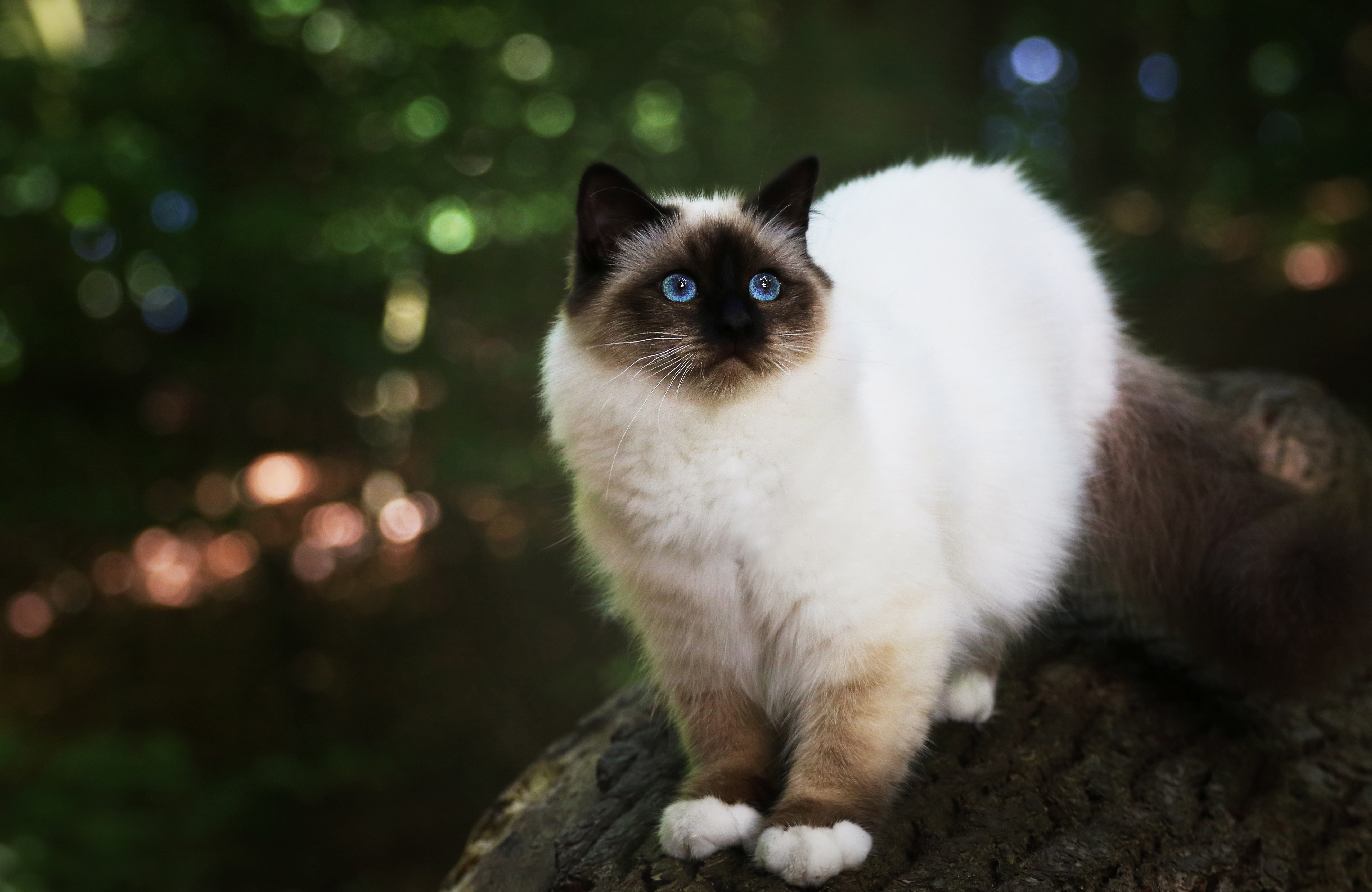 Laden Sie Himalaya Katze HD-Desktop-Hintergründe herunter