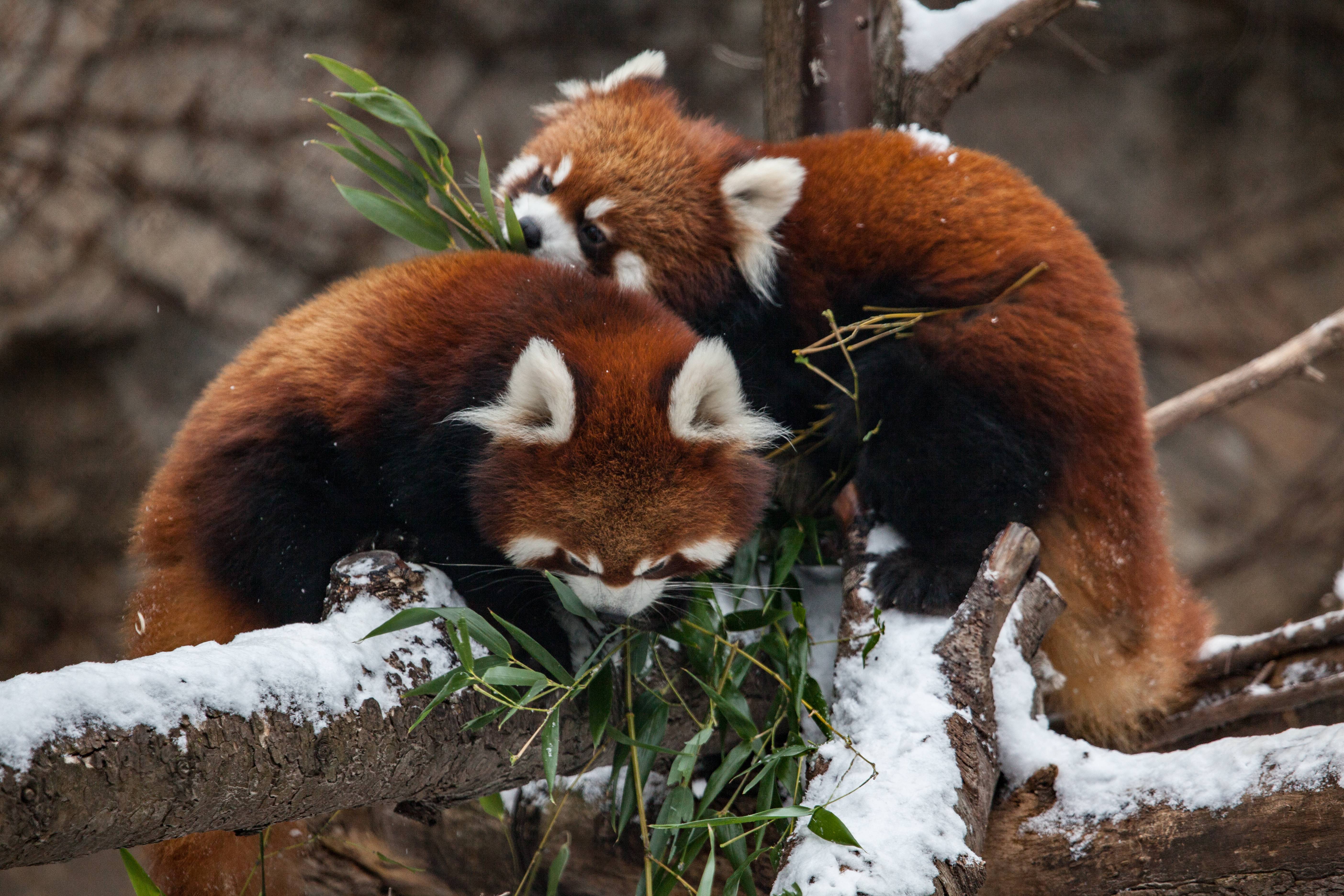Download mobile wallpaper Animal, Chicago, Red Panda, Zoo for free.