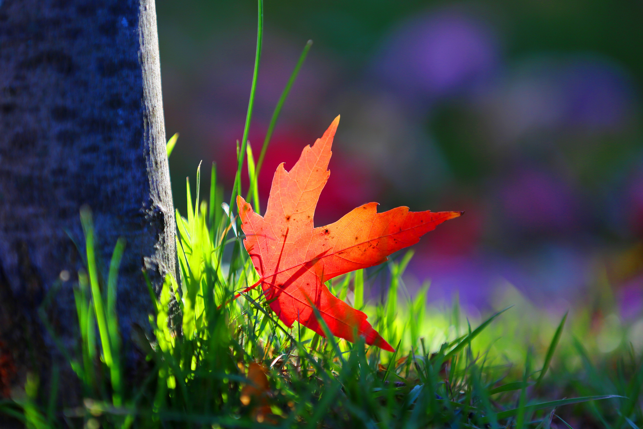 Free download wallpaper Nature, Grass, Close Up, Leaf, Earth on your PC desktop