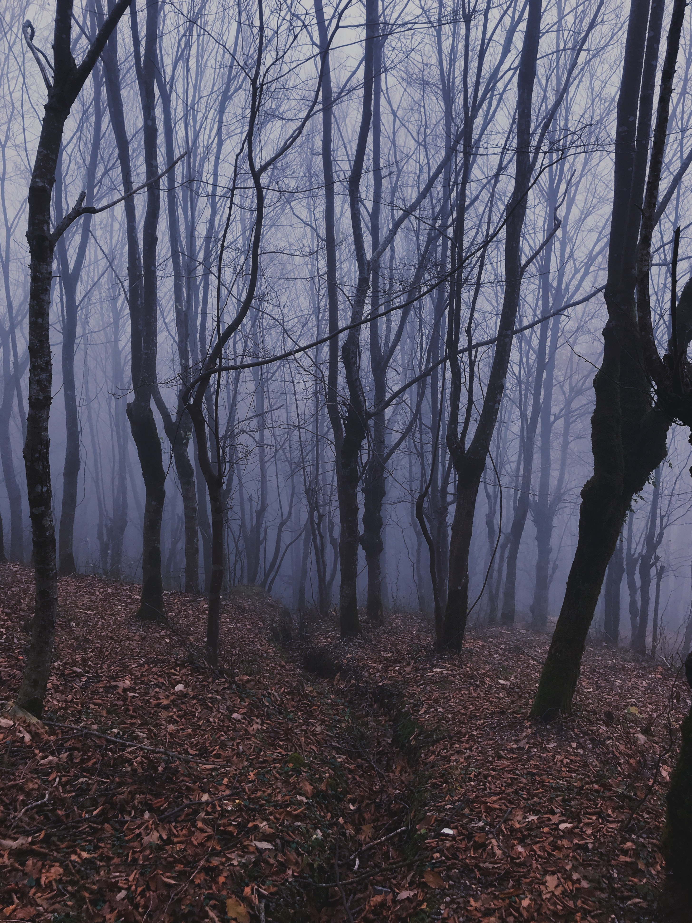Скачать обои бесплатно Мгла, Туман, Деревья, Природа, Лес картинка на рабочий стол ПК