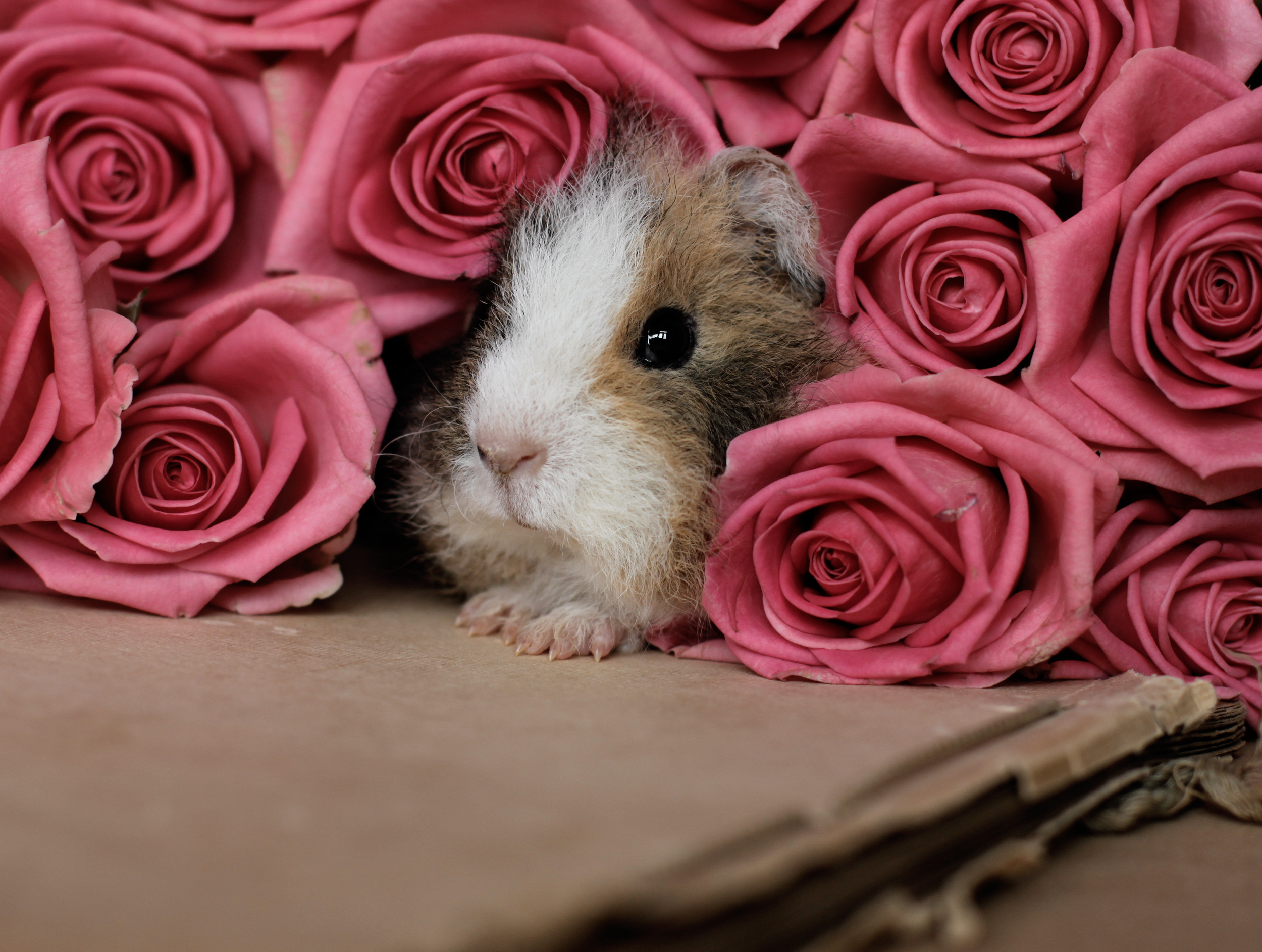 animal, guinea pig, flower, rose