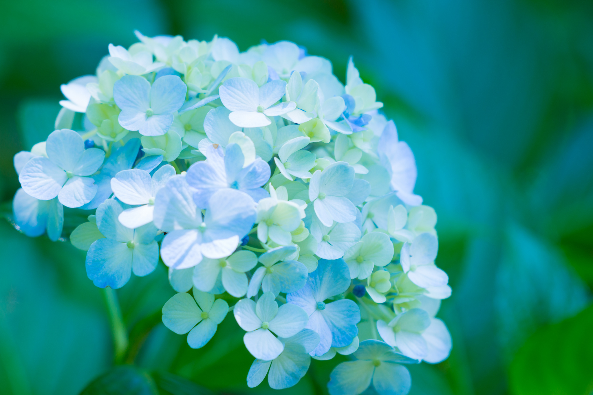 Laden Sie das Natur, Blumen, Blume, Nahansicht, Hortensien, Erde/natur, Blaue Blume-Bild kostenlos auf Ihren PC-Desktop herunter