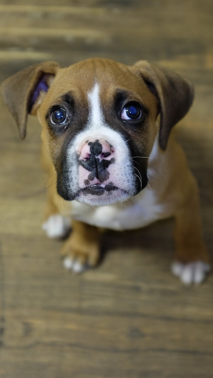 Download mobile wallpaper Dogs, Dog, Animal, Puppy, Boxer for free.