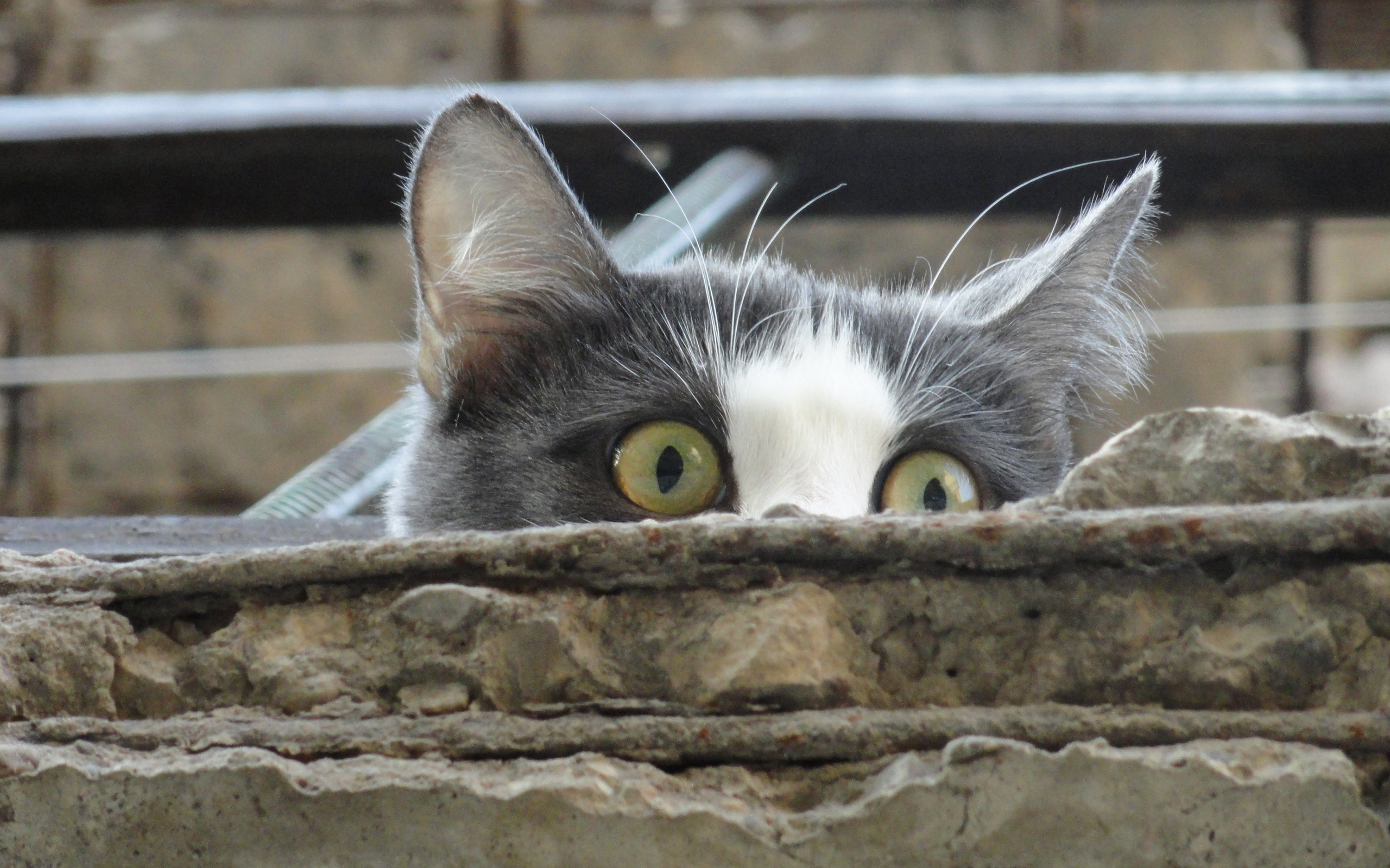 Handy-Wallpaper Tiere, Katzen, Katze kostenlos herunterladen.