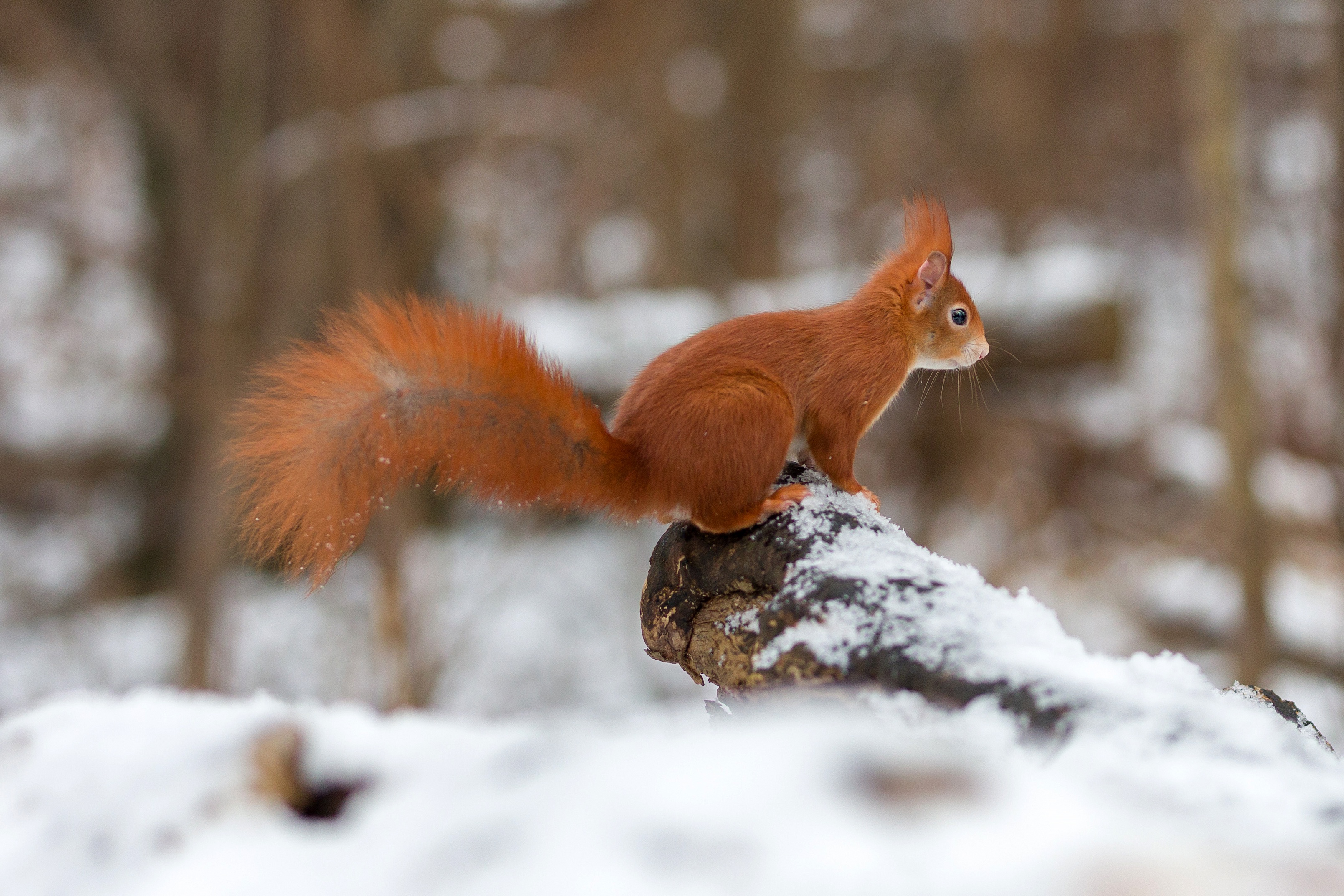 Download mobile wallpaper Winter, Squirrel, Snow, Animal, Log for free.