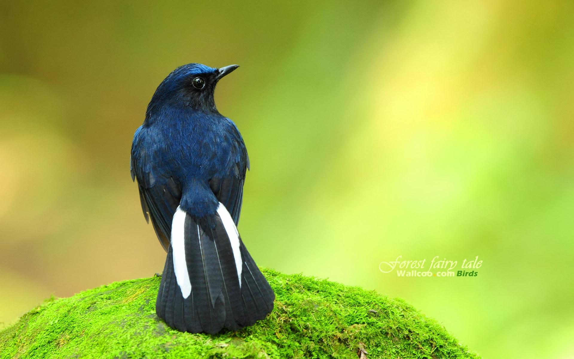 Laden Sie das Vogel, Vögel, Tiere-Bild kostenlos auf Ihren PC-Desktop herunter