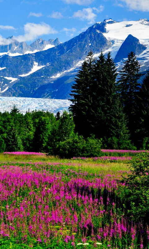 Descarga gratuita de fondo de pantalla para móvil de Paisaje, Naturaleza, Montañas, Montaña, Flor, Prado, Flor Purpura, Tierra/naturaleza.