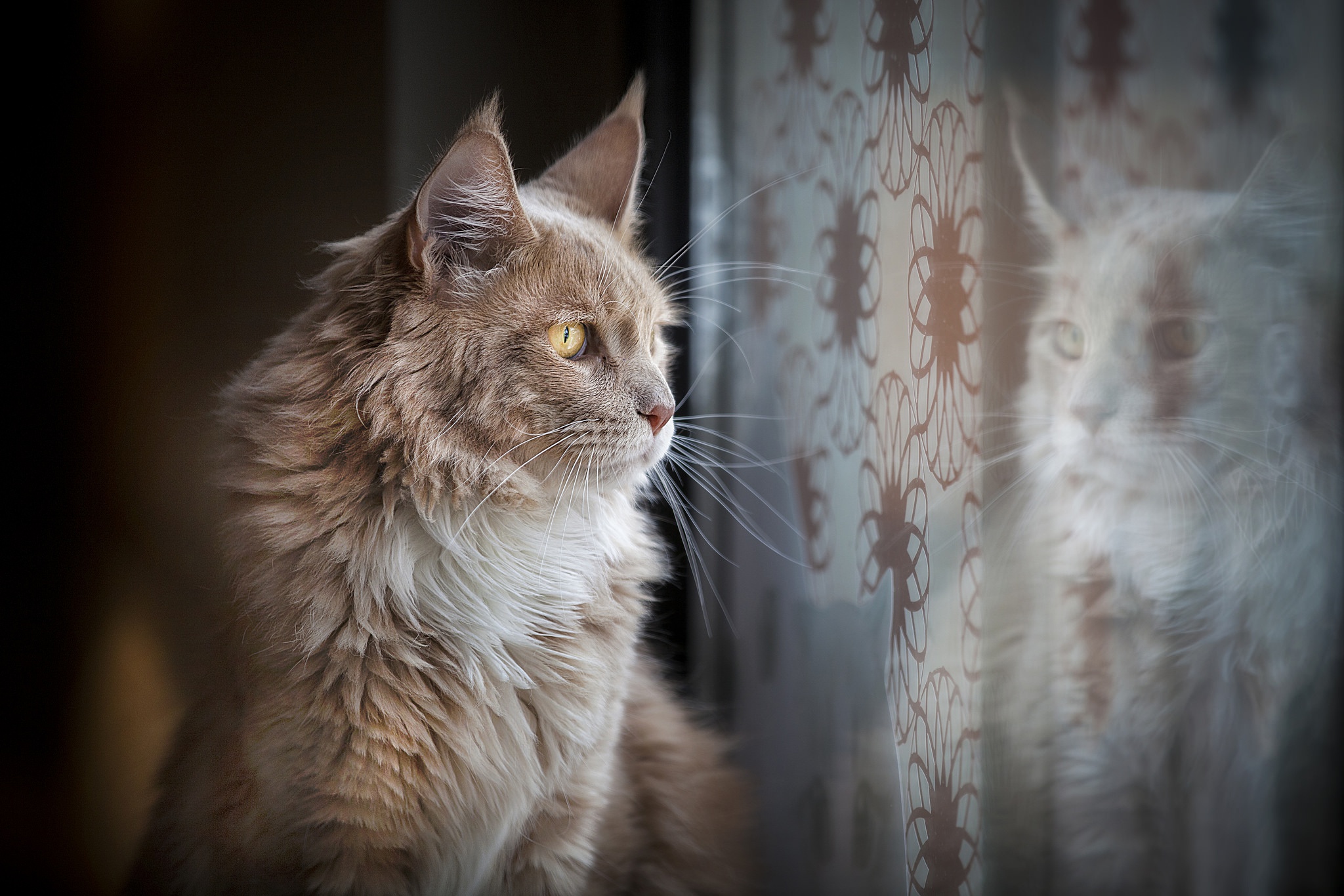 Baixe gratuitamente a imagem Animais, Gatos, Gato na área de trabalho do seu PC