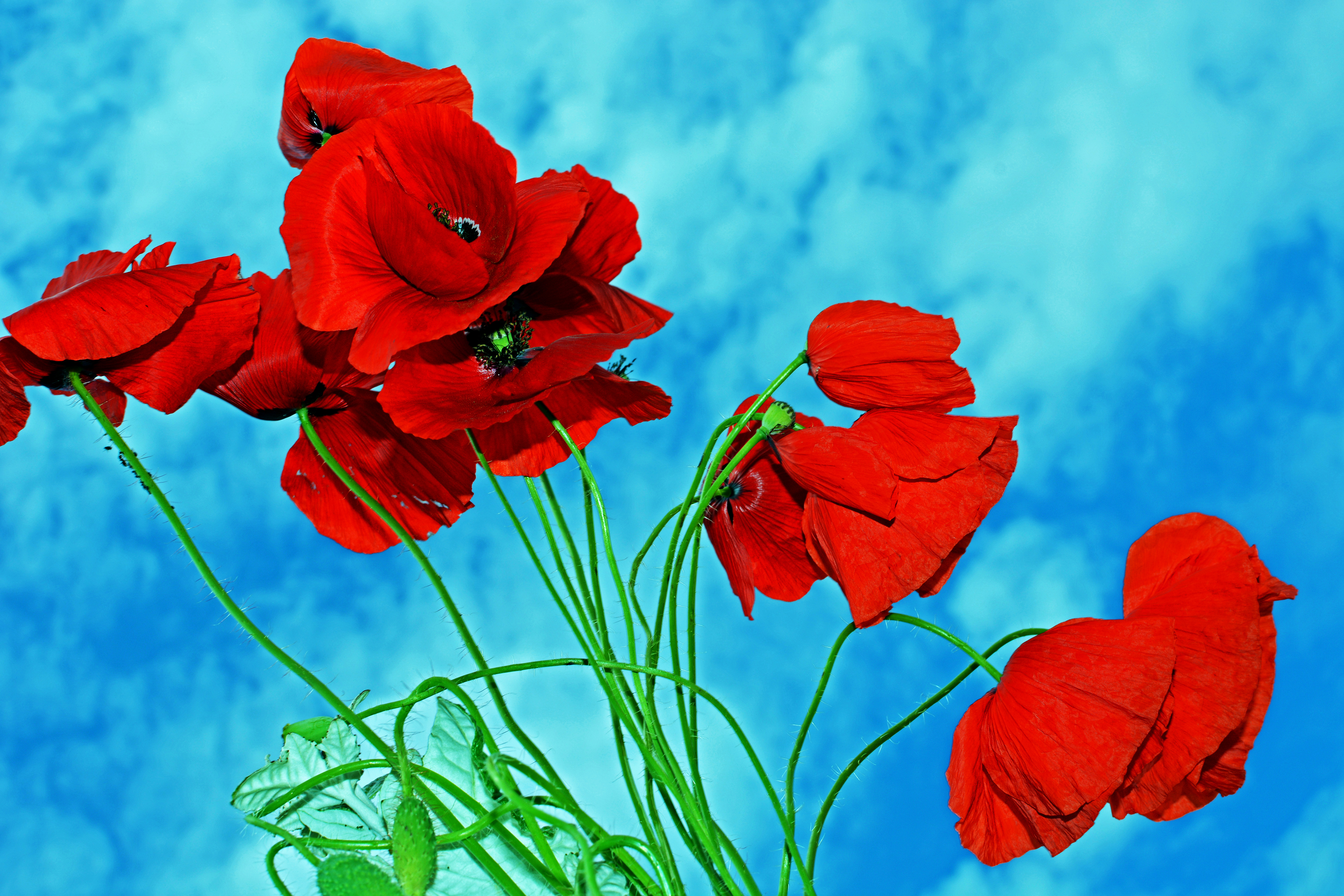 PCデスクトップに自然, フラワーズ, ポピー, 花, 地球, 空, 赤い花画像を無料でダウンロード