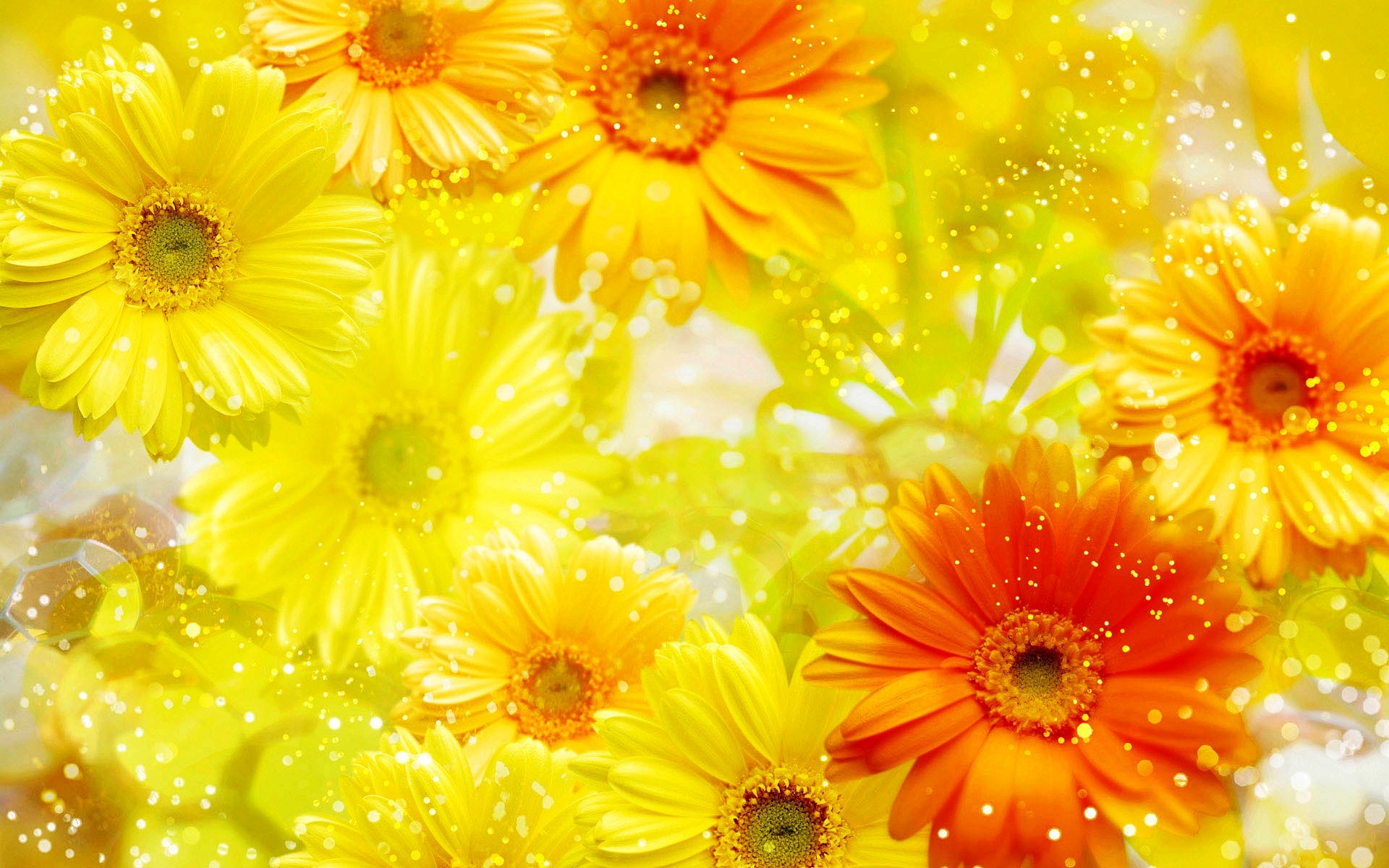 Download mobile wallpaper Flowers, Flower, Earth, Gerbera, Yellow Flower, Sparkles for free.