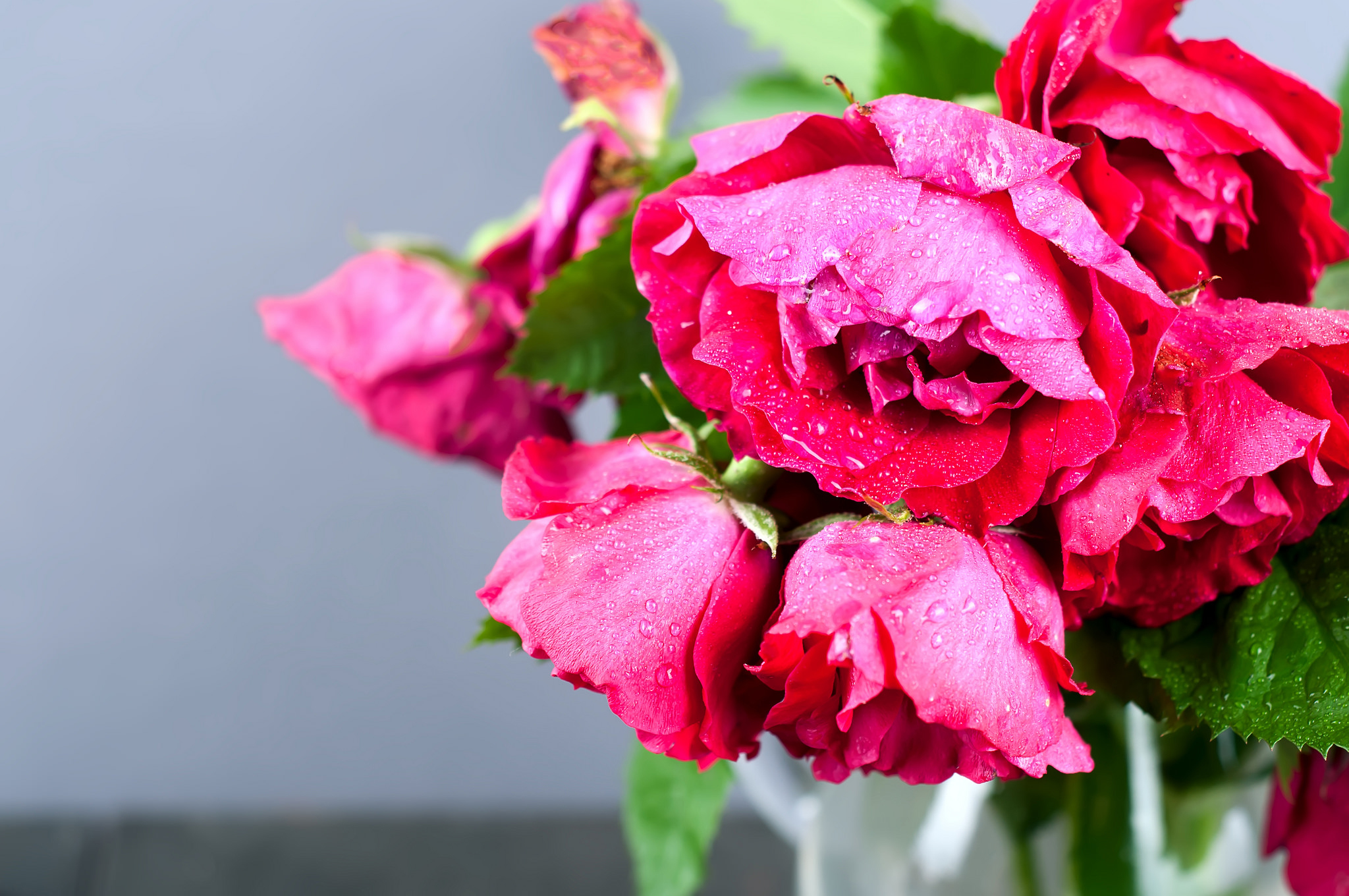 386545 Bildschirmschoner und Hintergrundbilder Blumen auf Ihrem Telefon. Laden Sie  Bilder kostenlos herunter